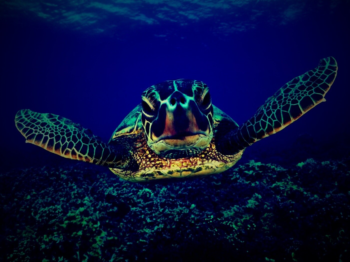 Морская черепаха обои
