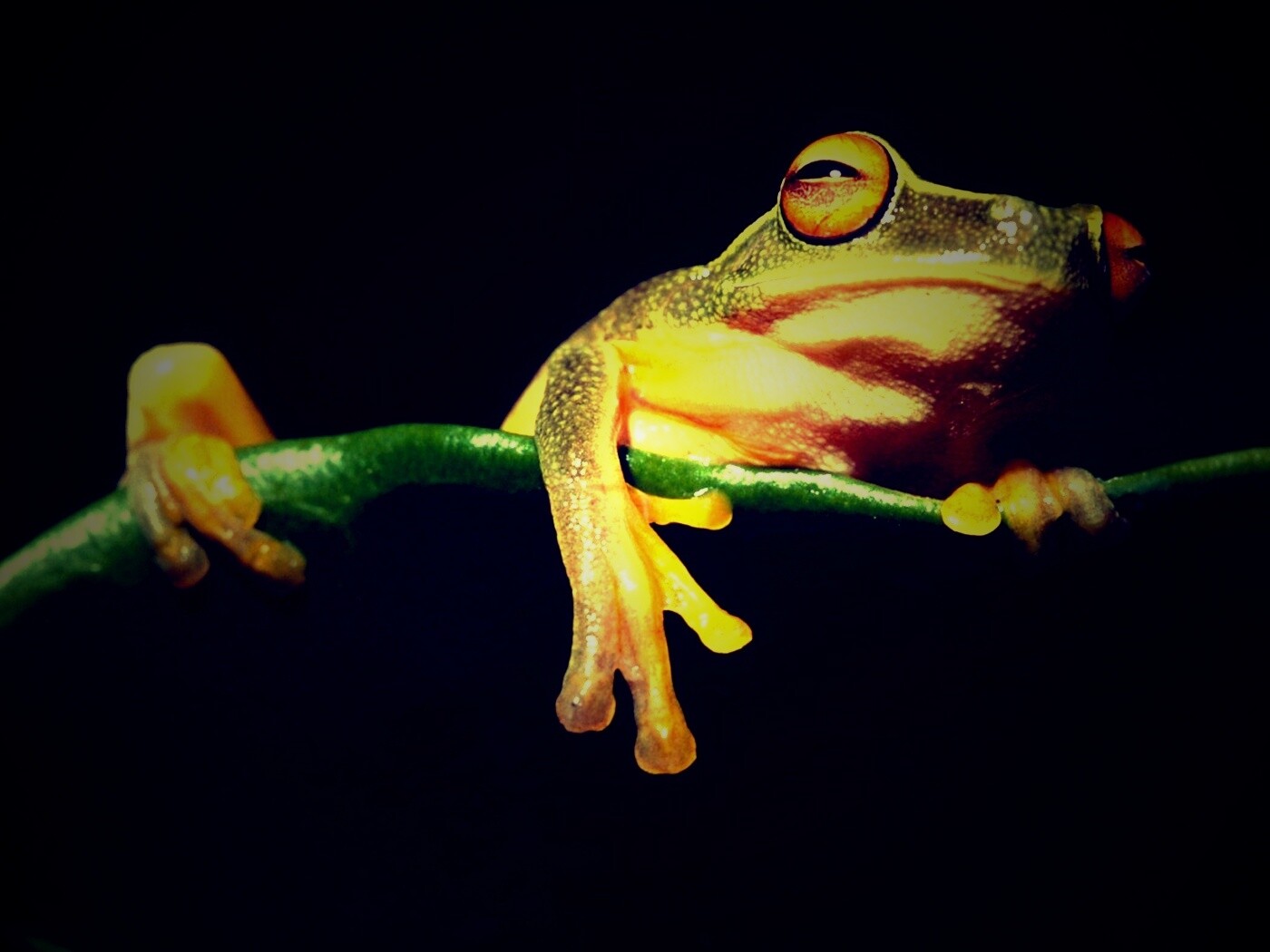 Лягушка на отдыхе обои