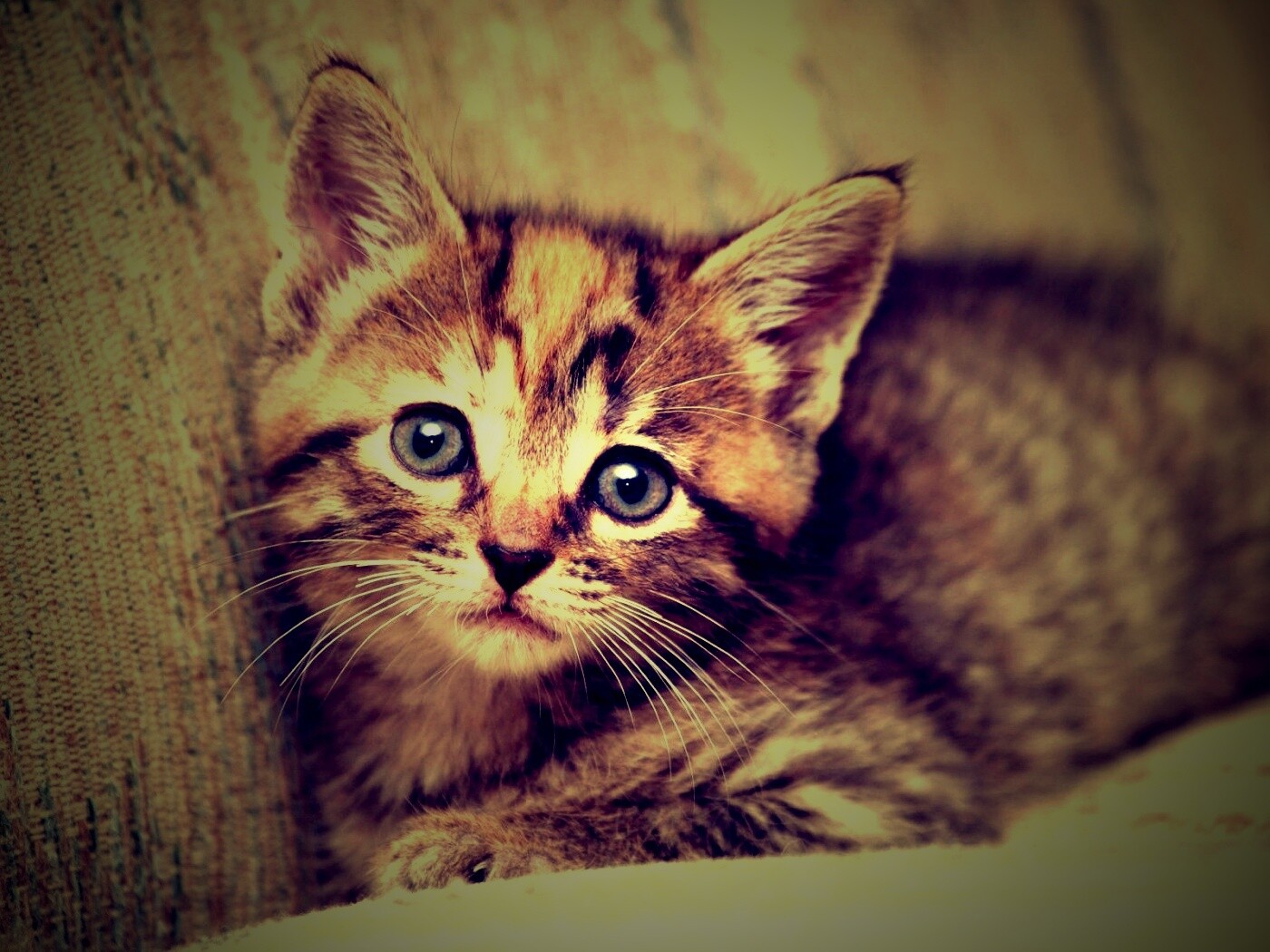 Милый маленький котенок обои