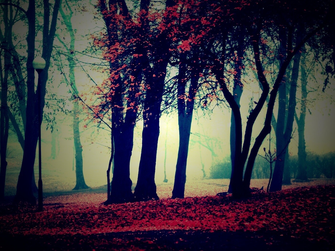 Парк красных листьев обои