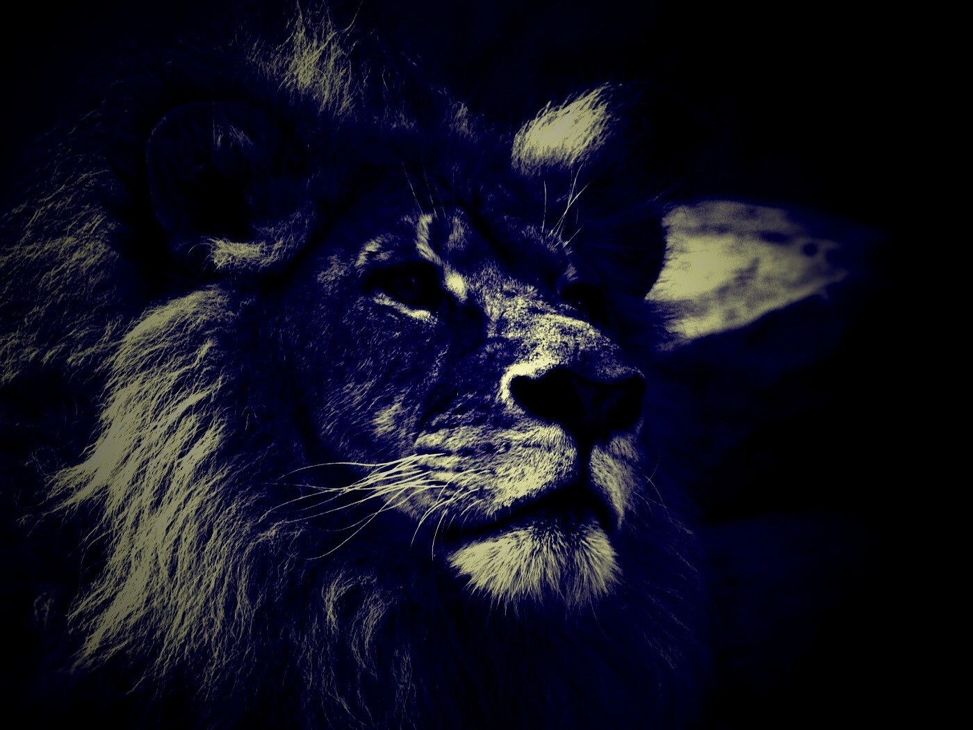 Гордый черно-белый лев обои