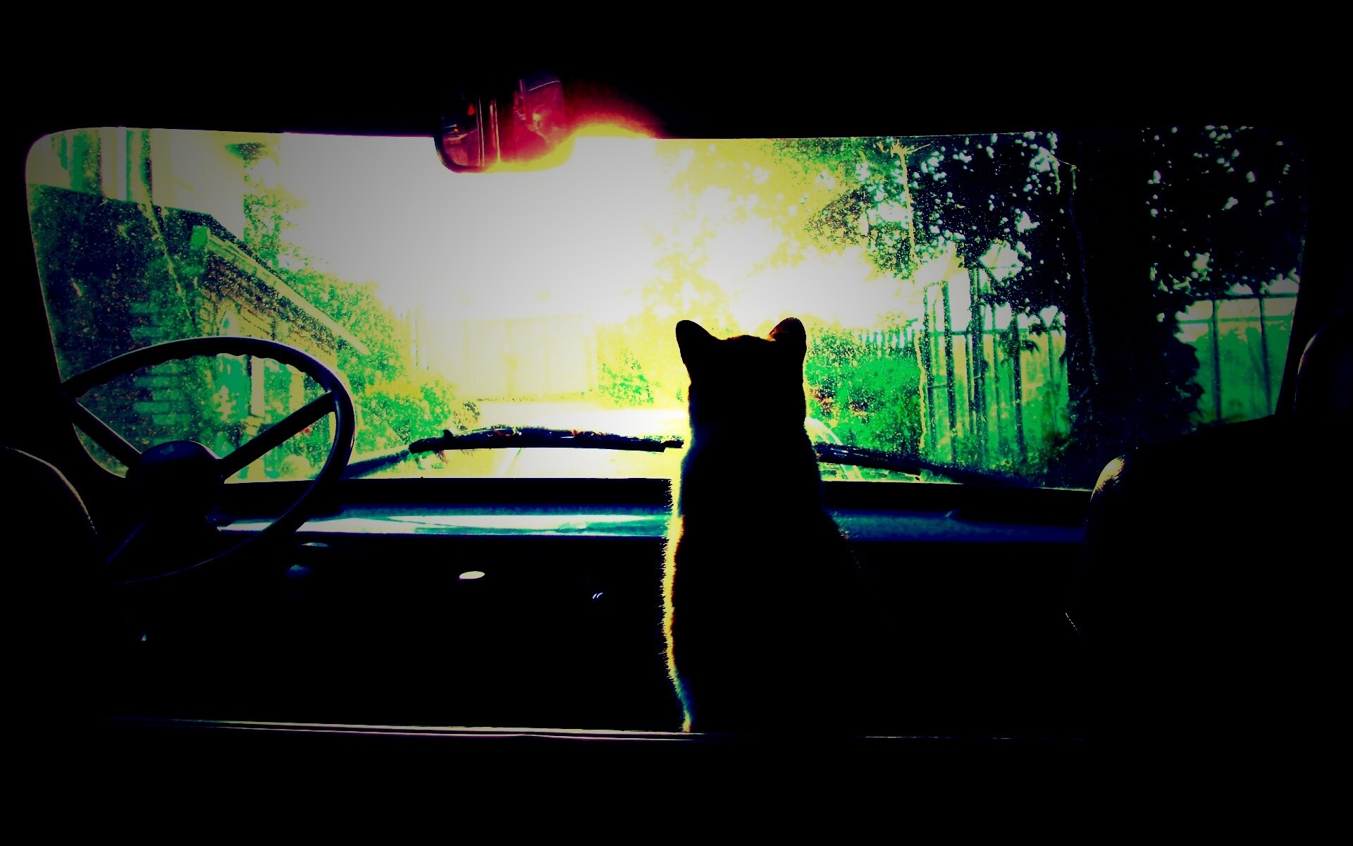 Кот навигатор обои