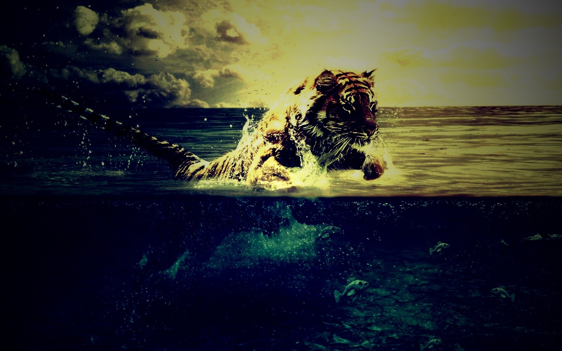 Тигр купается обои