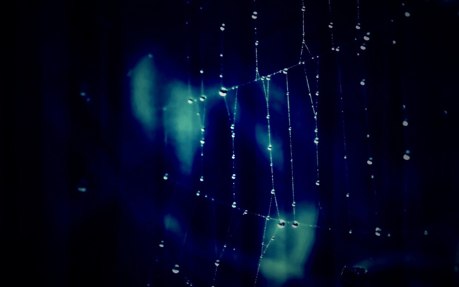 Роса на паутине обои