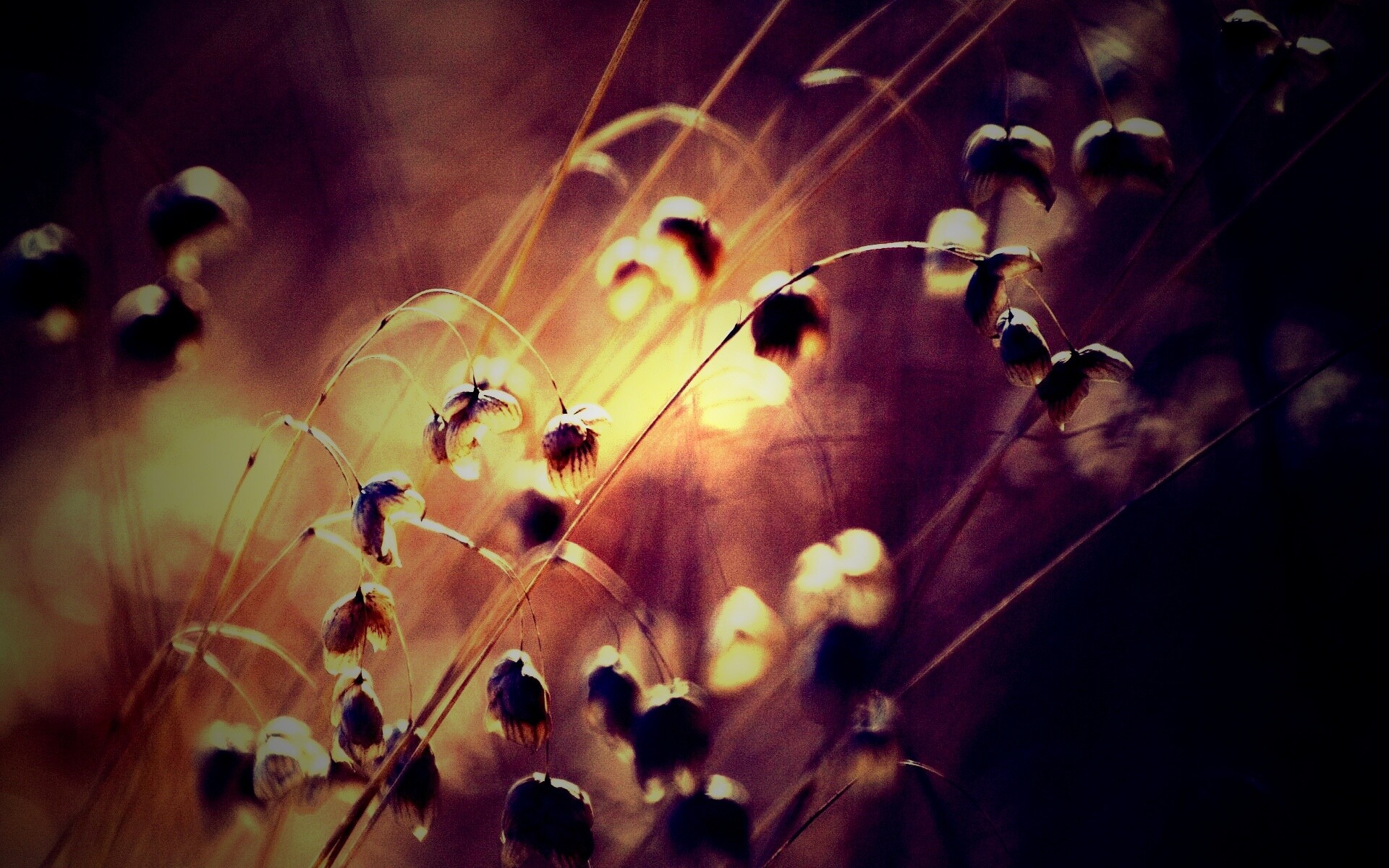 Увядающие цветочки обои