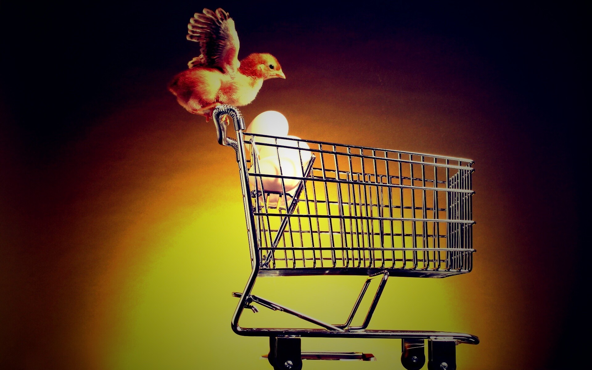 Цыплёнок покупает яйца обои