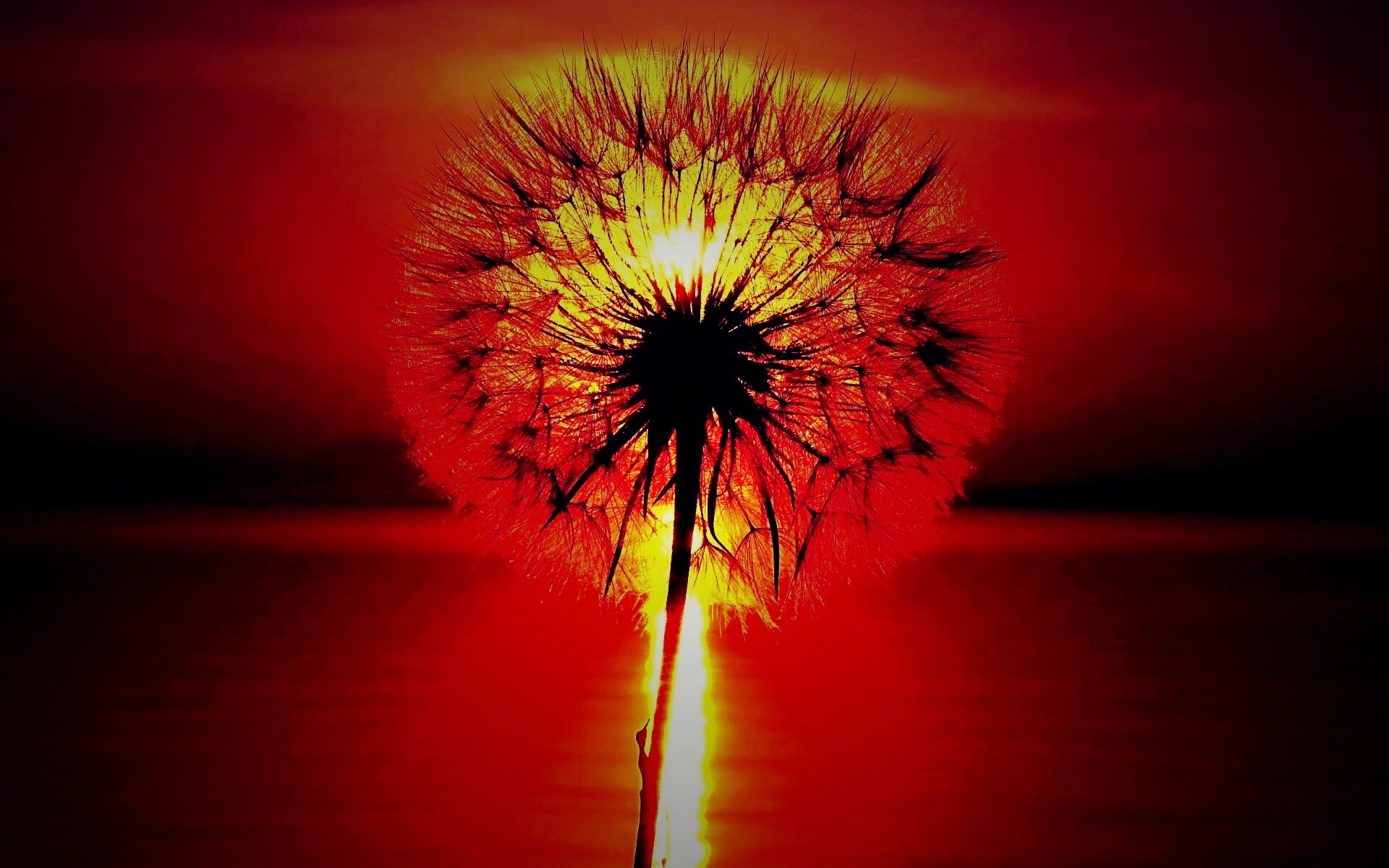 Одуванчик на закател обои