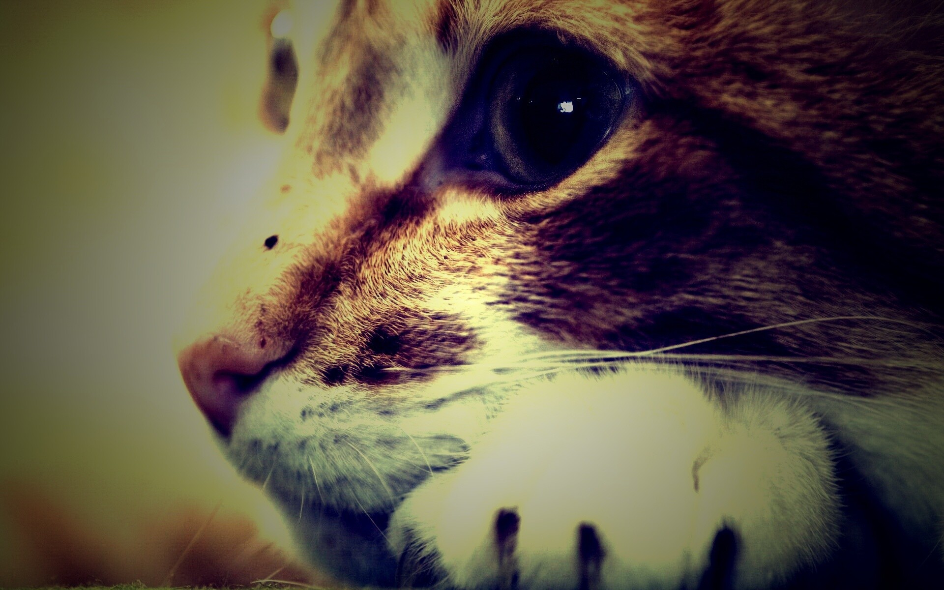 Мордочка на лапаках обои