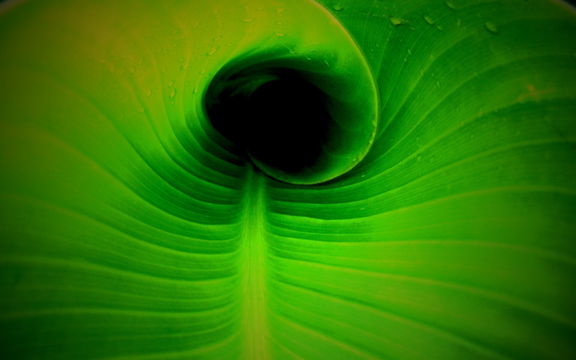 Свернутый в трубочку лист обои