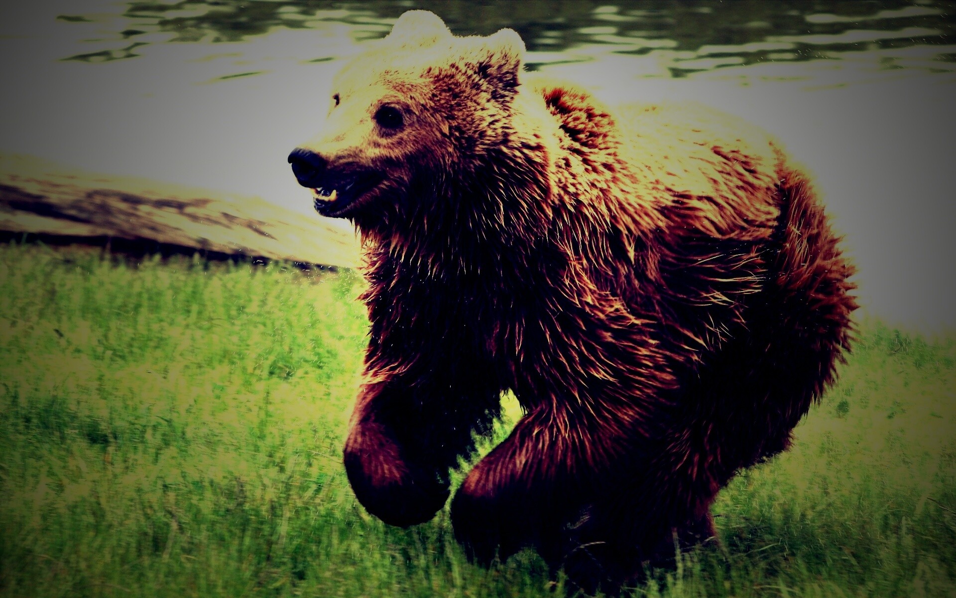 Мокрый мишка обои