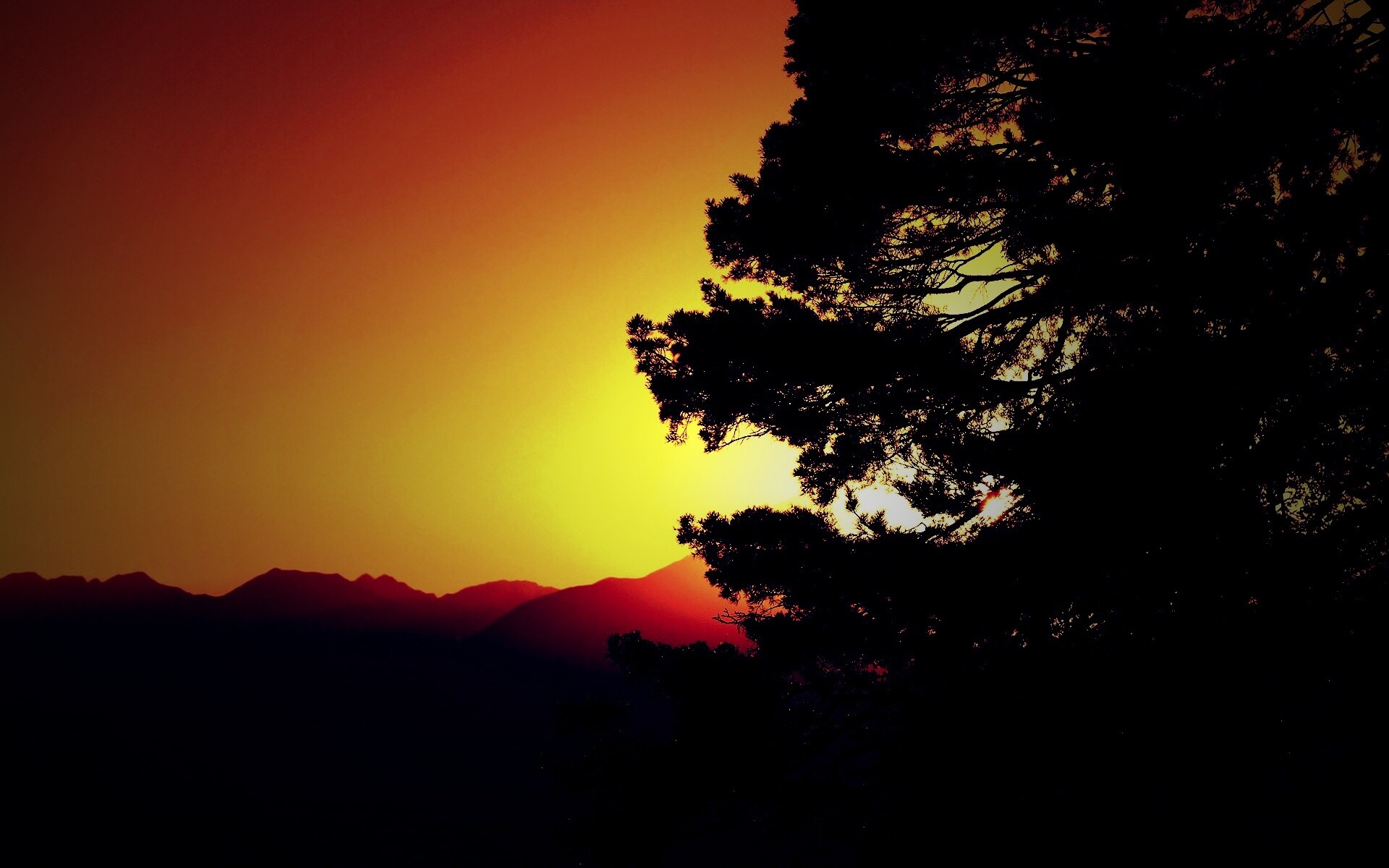 Силуэт дерева на закате обои
