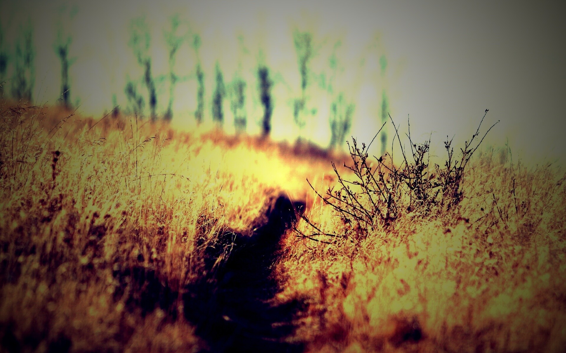 Тропинка в поле обои