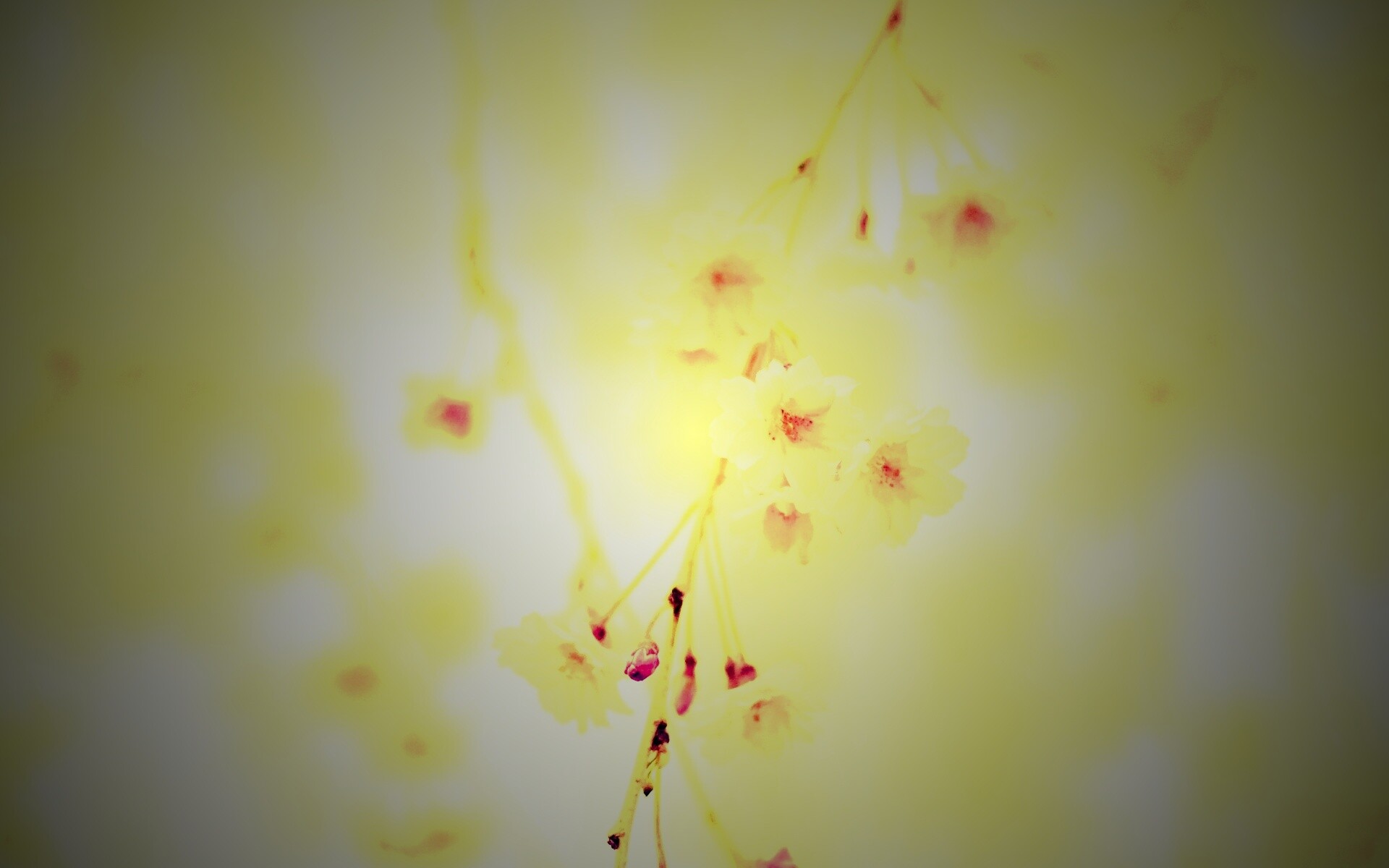 Нежные цветы обои