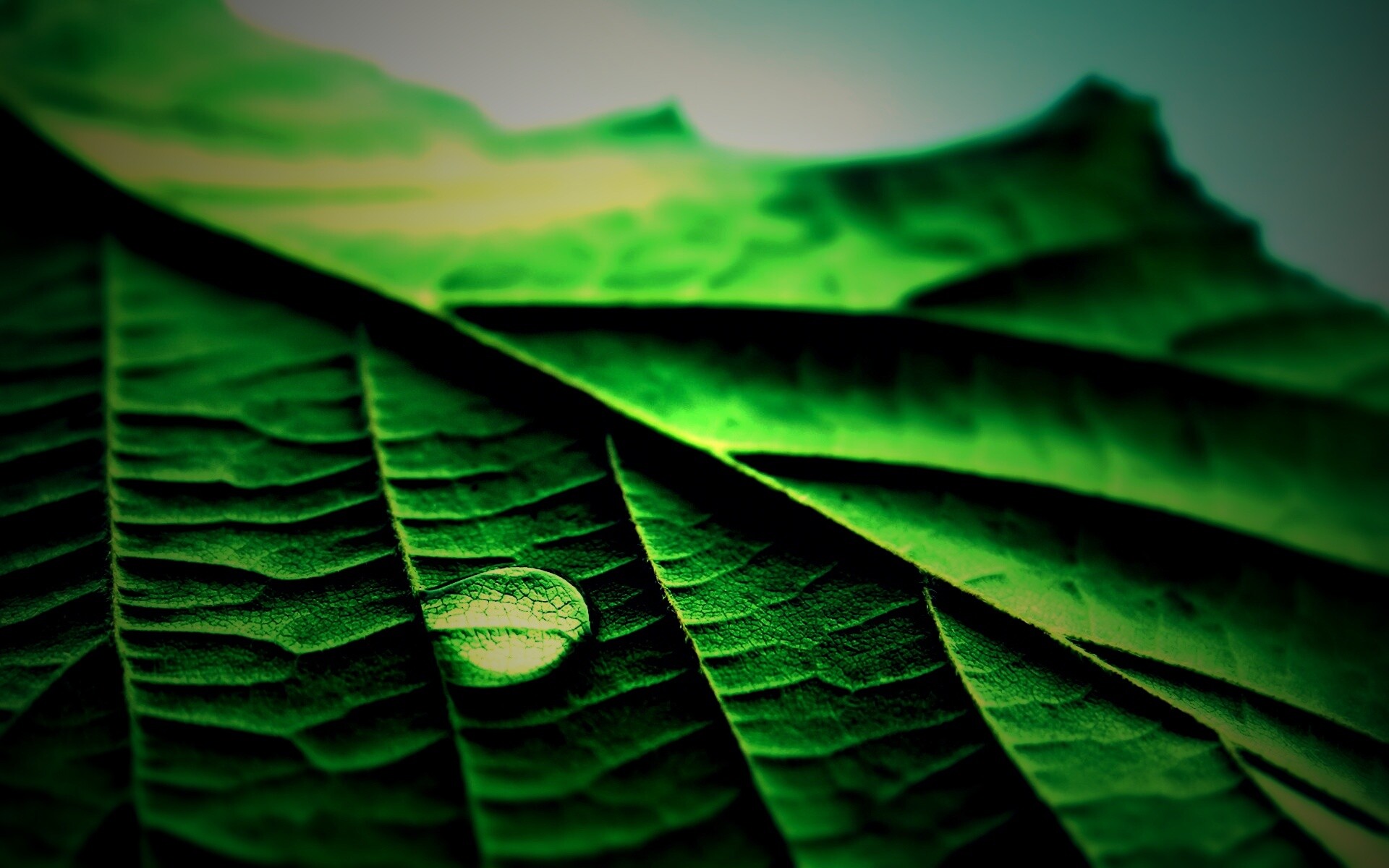 Капля на листе обои