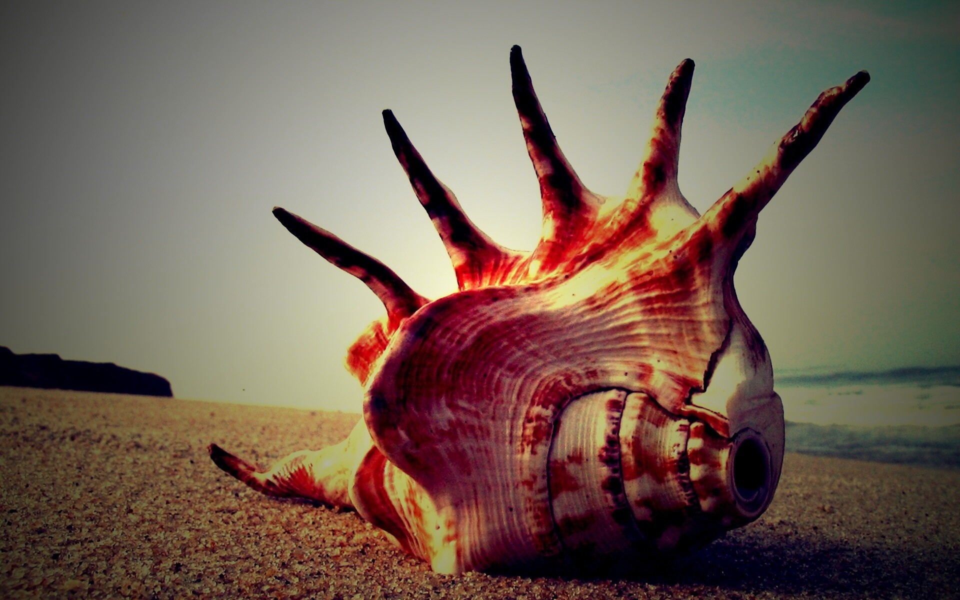 Раковина с гребнем обои