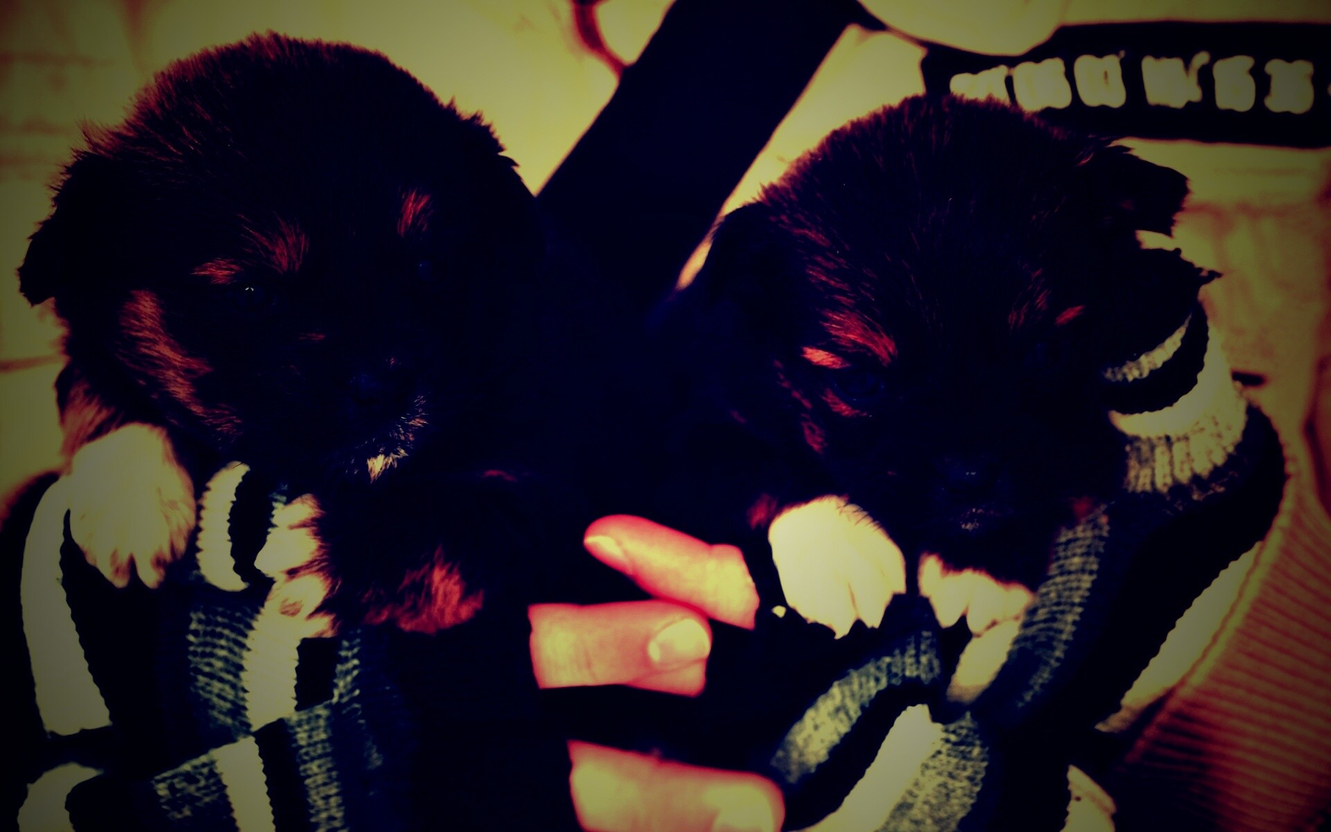 Два коричневых щенка обои