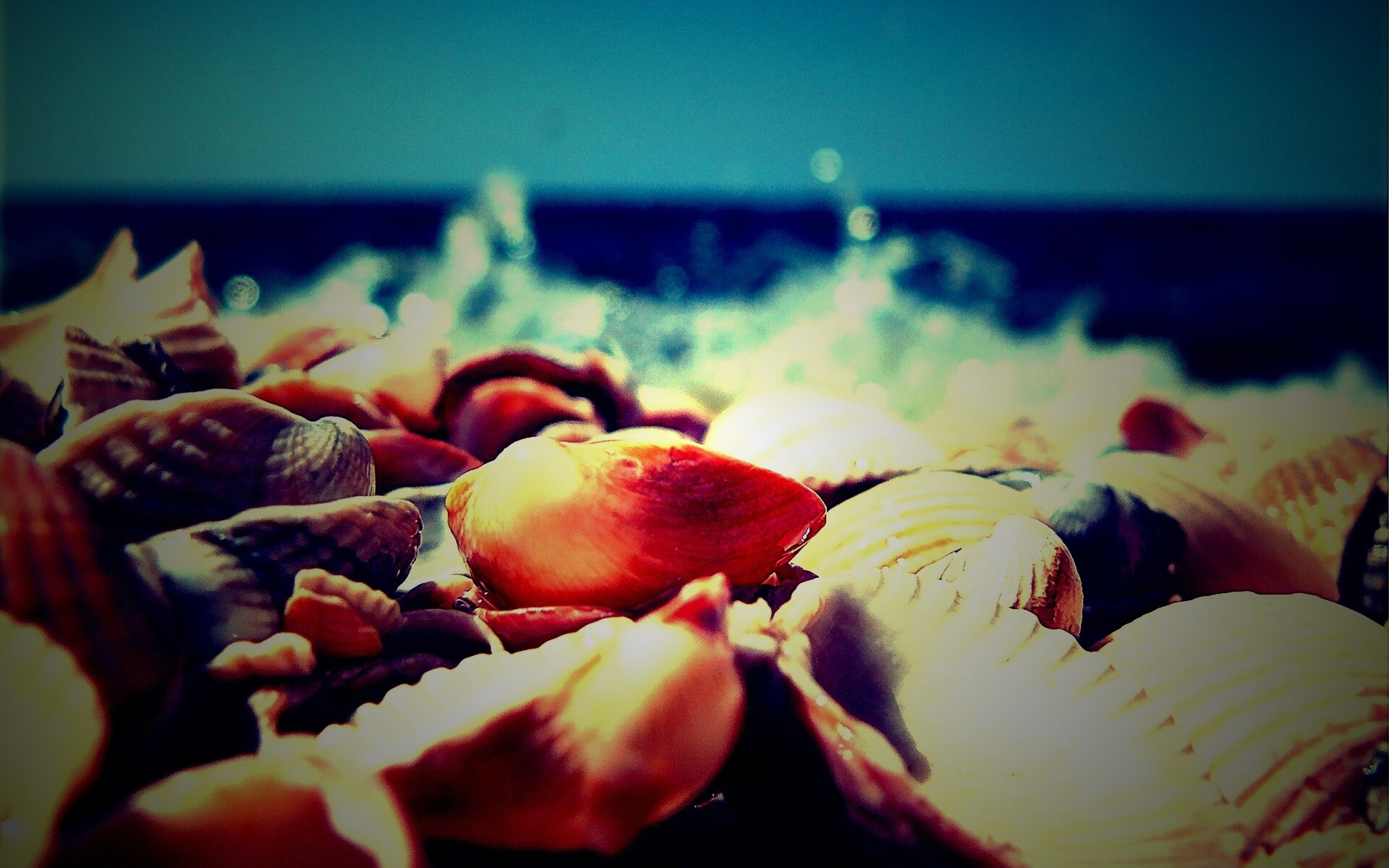 Морские ракушки обои