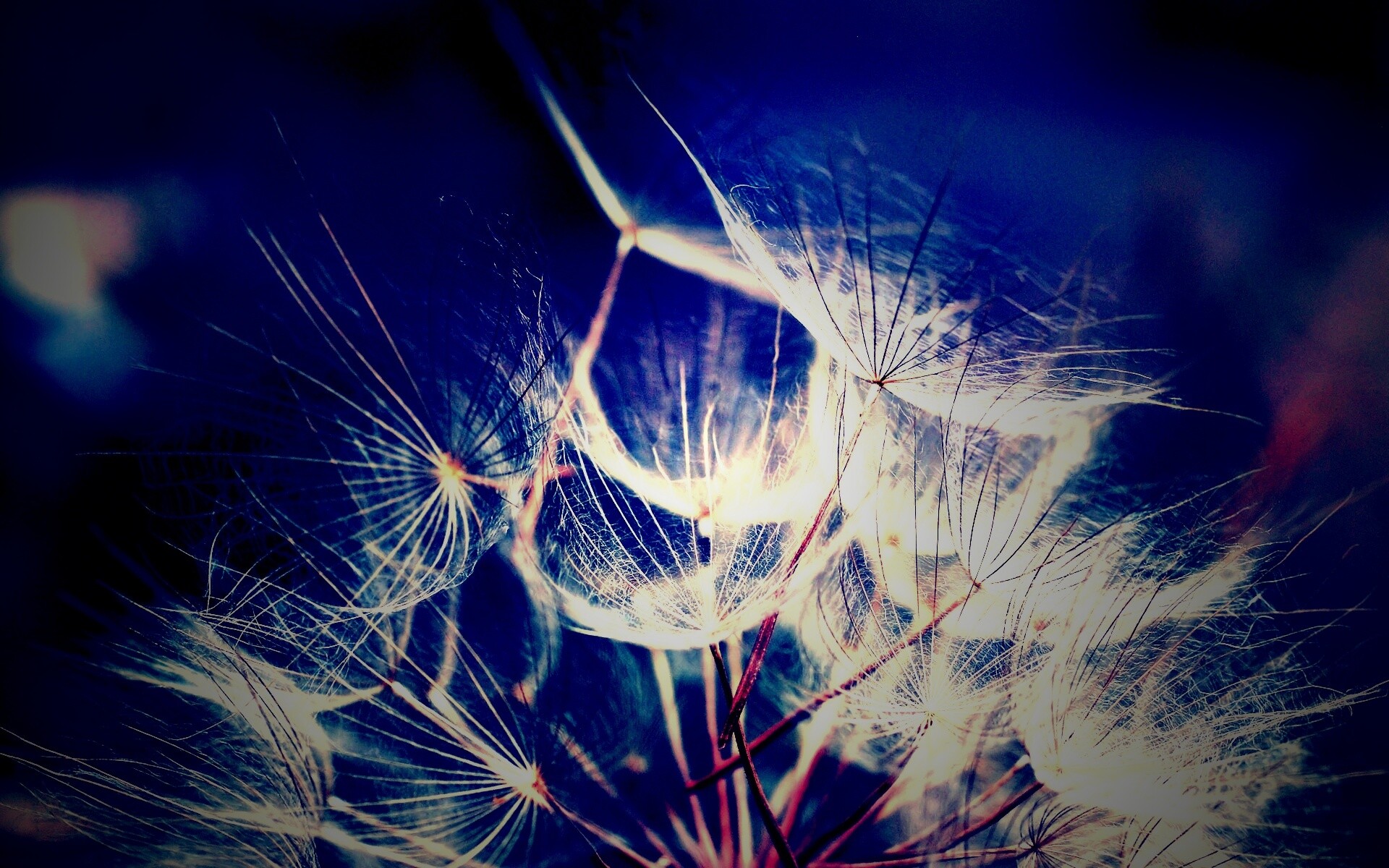 Семена одуванчика обои