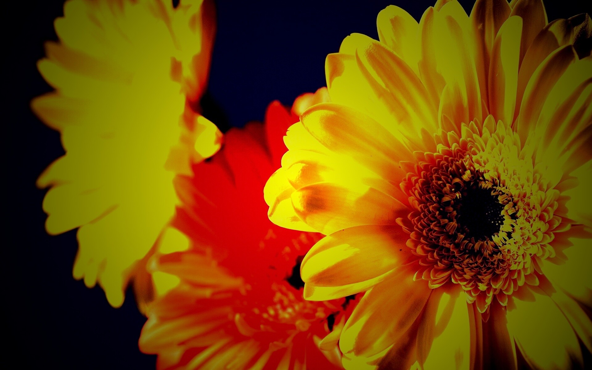 Желтый гербер обои