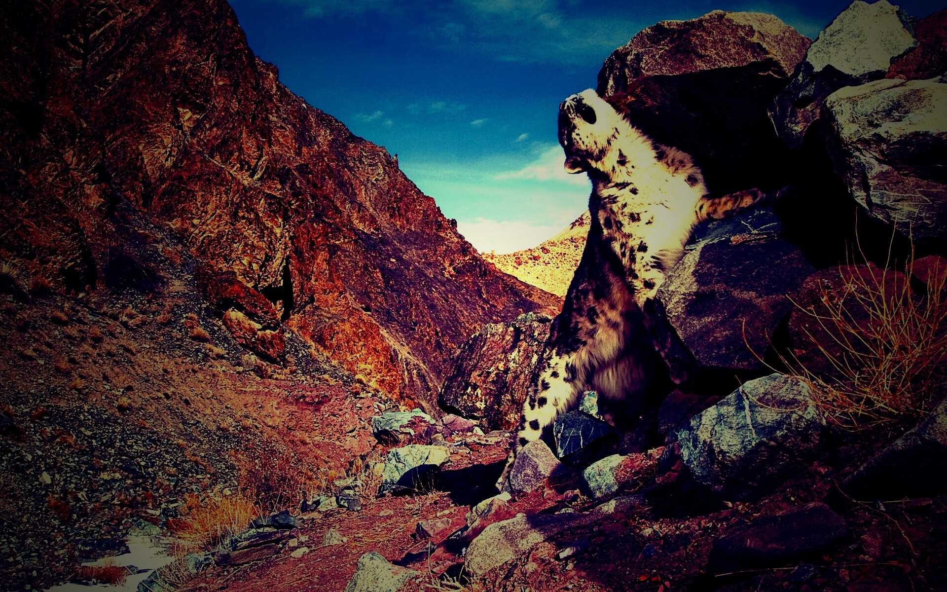 Барс чешется о камни обои