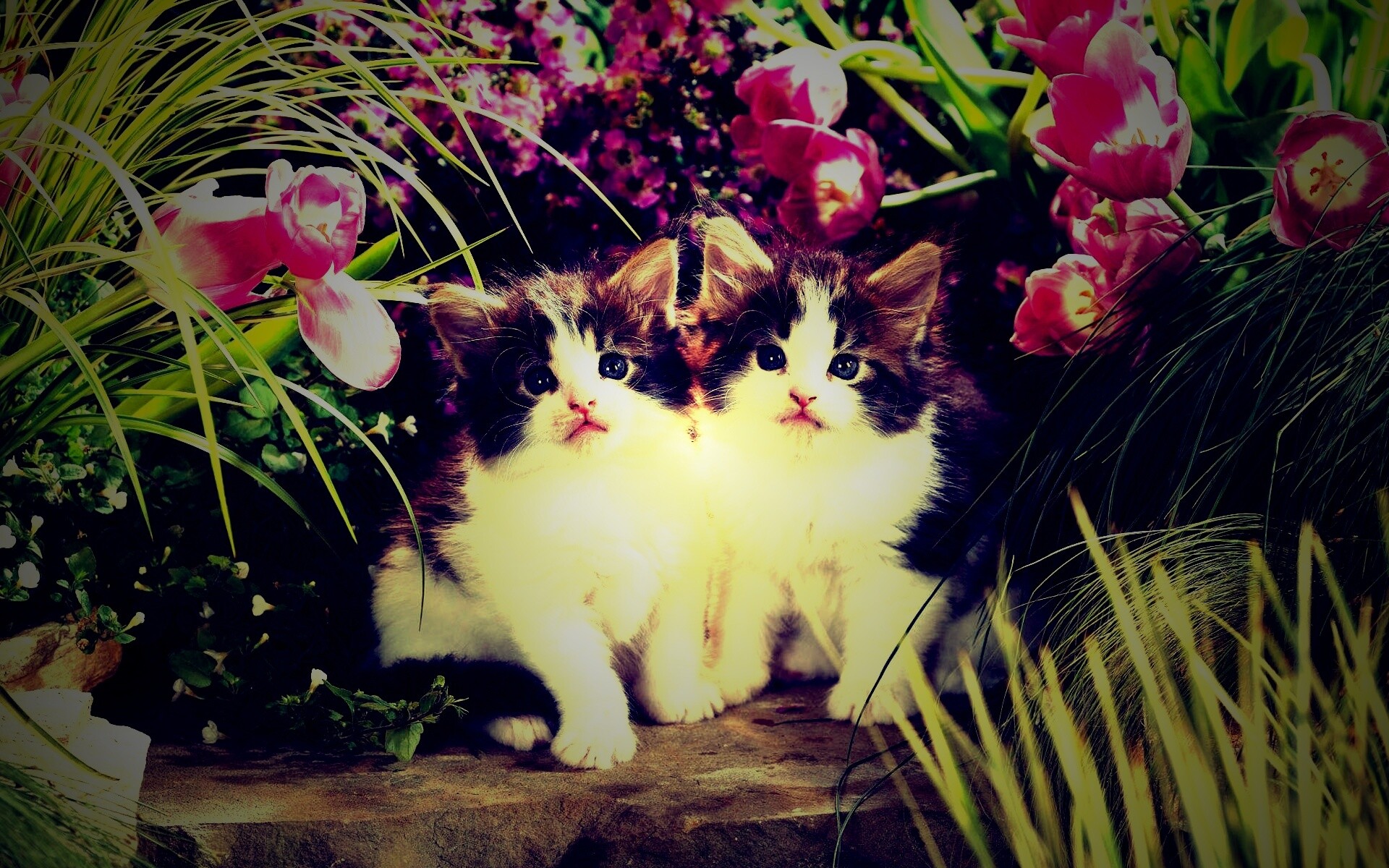 Котята в цветах обои