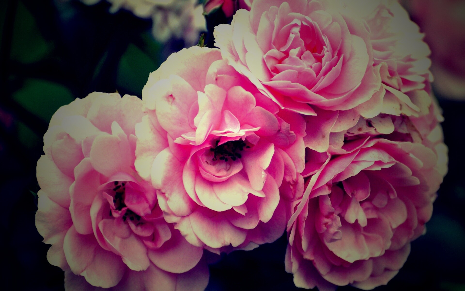 Розовые цветы обои