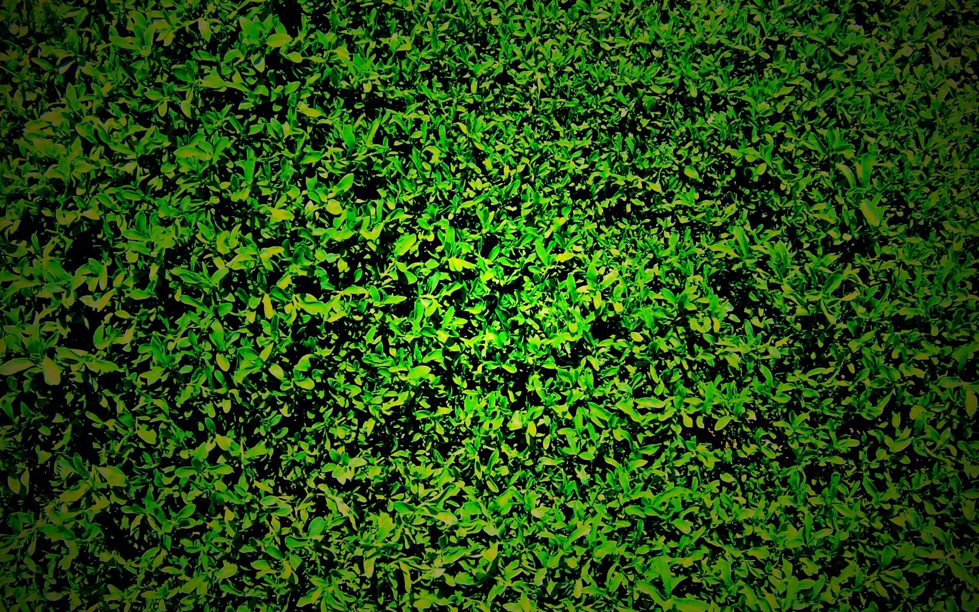 Чайные листья обои