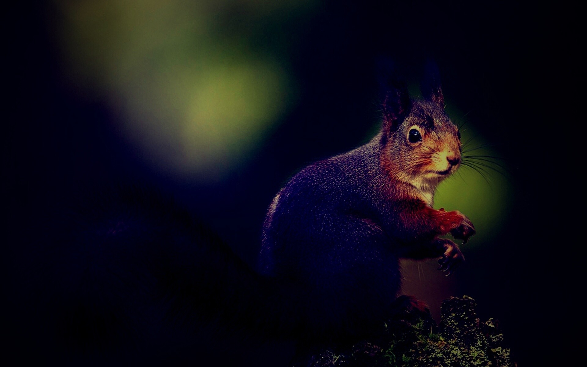 Белку застали врасплох обои