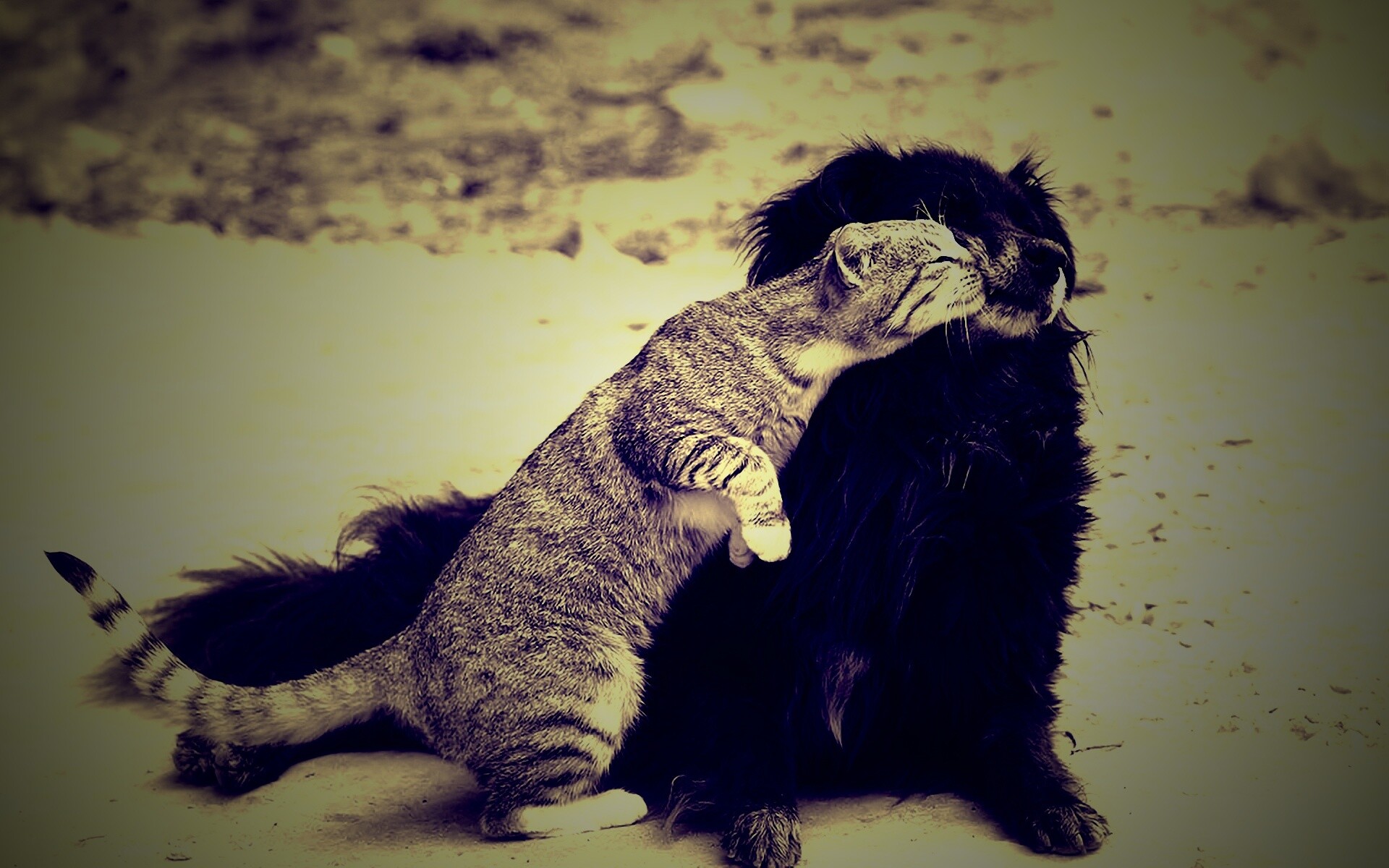 Поцелуй кошки и собаки обои