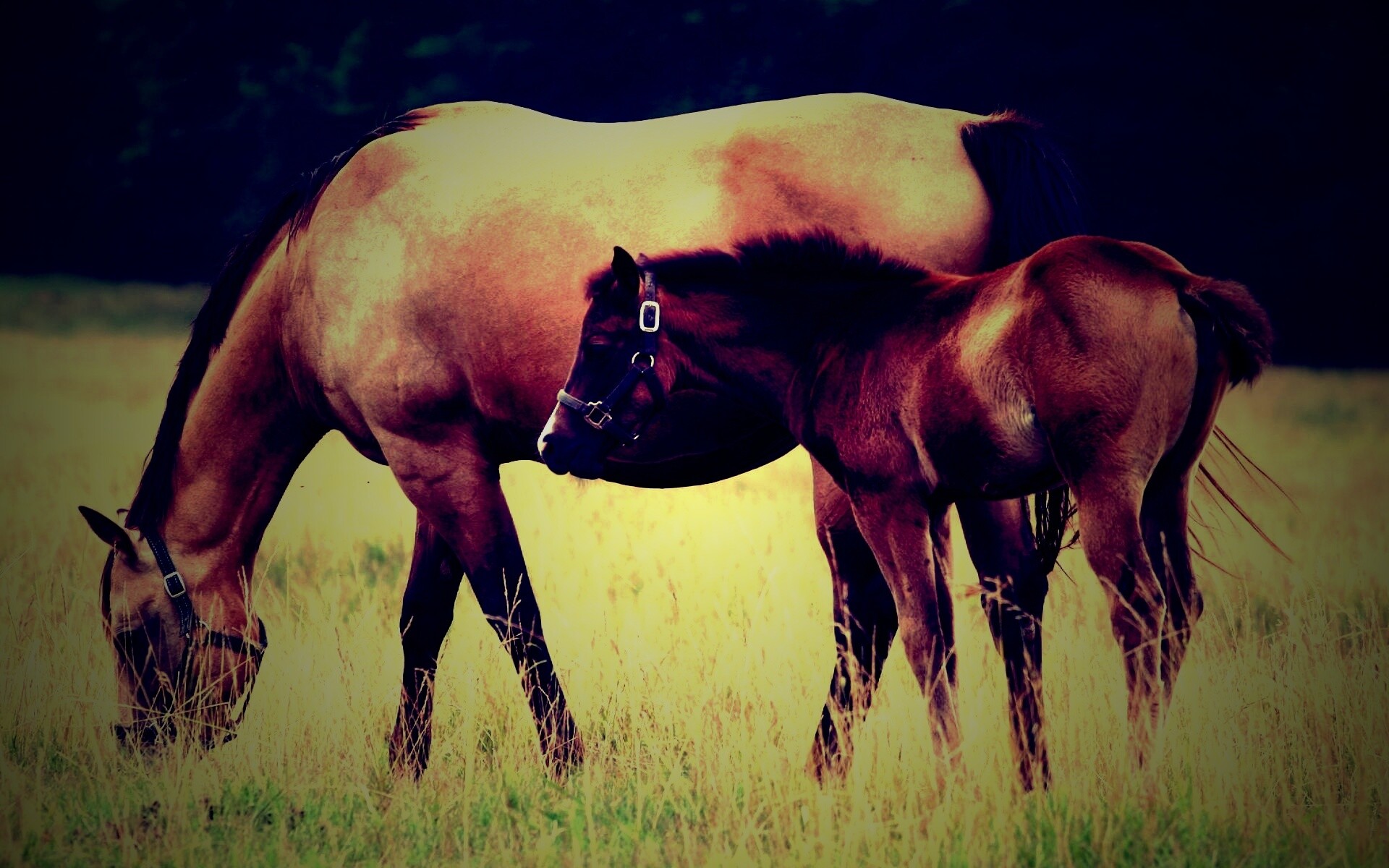 Жеребенок и беременная кобыла обои