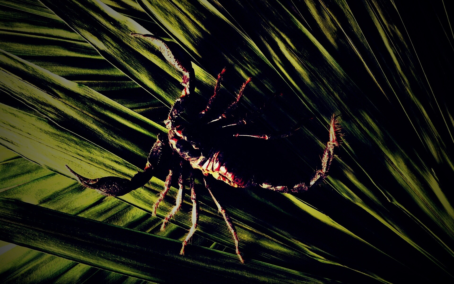 Скорпион на траве обои