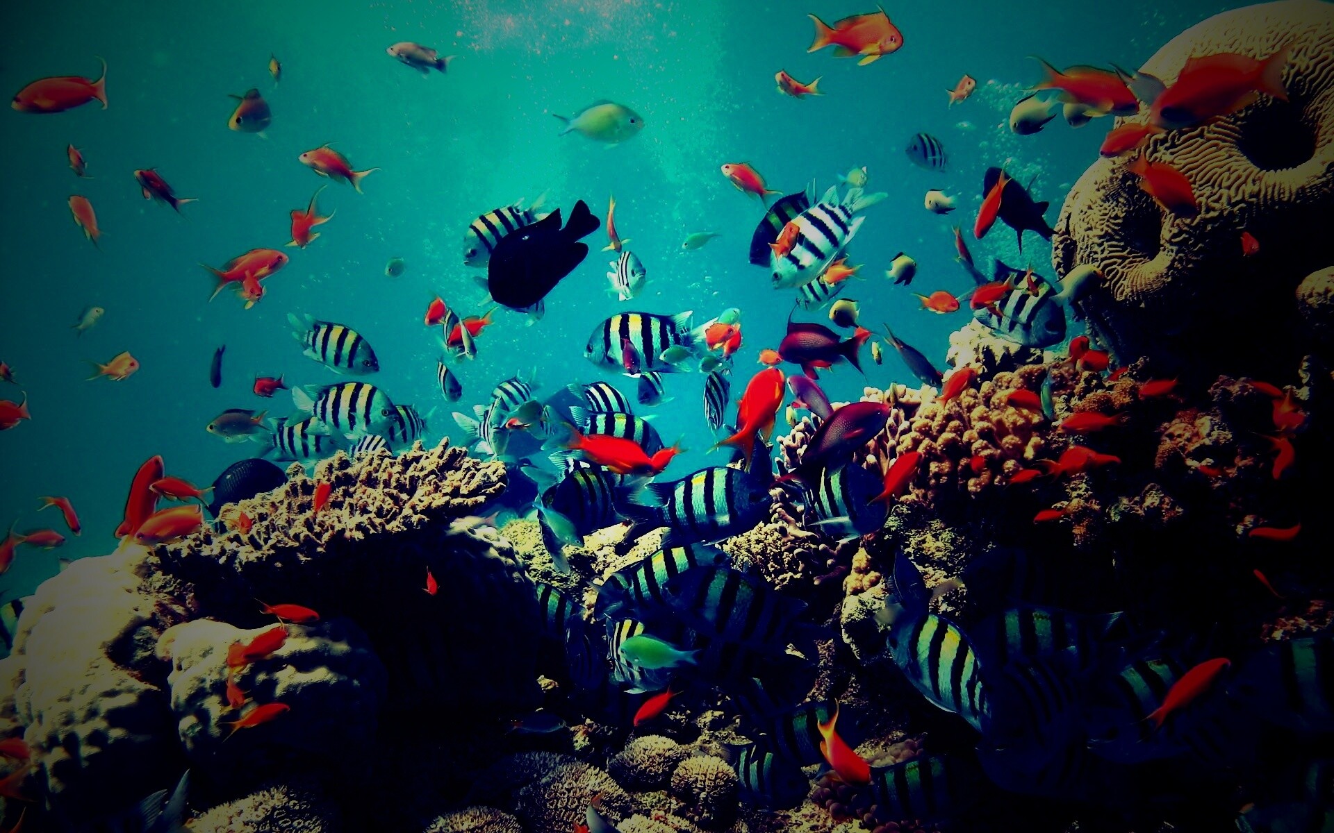 Жизнь в корраловом рифе обои