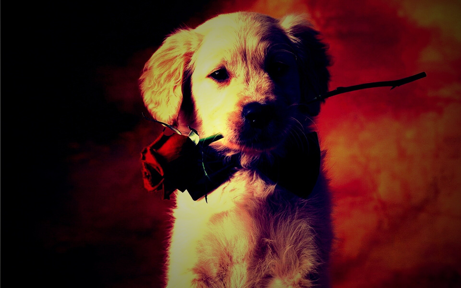 Щенок с розой в зубах обои