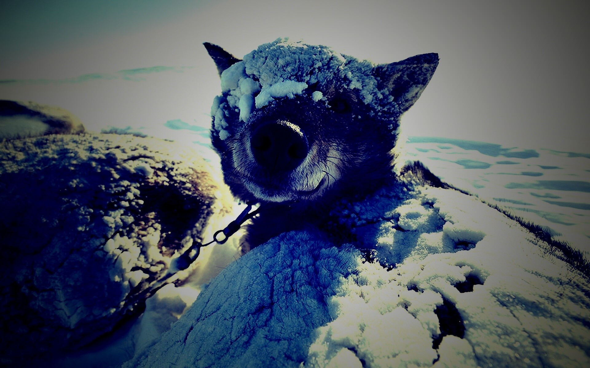 Собачка под снегом обои