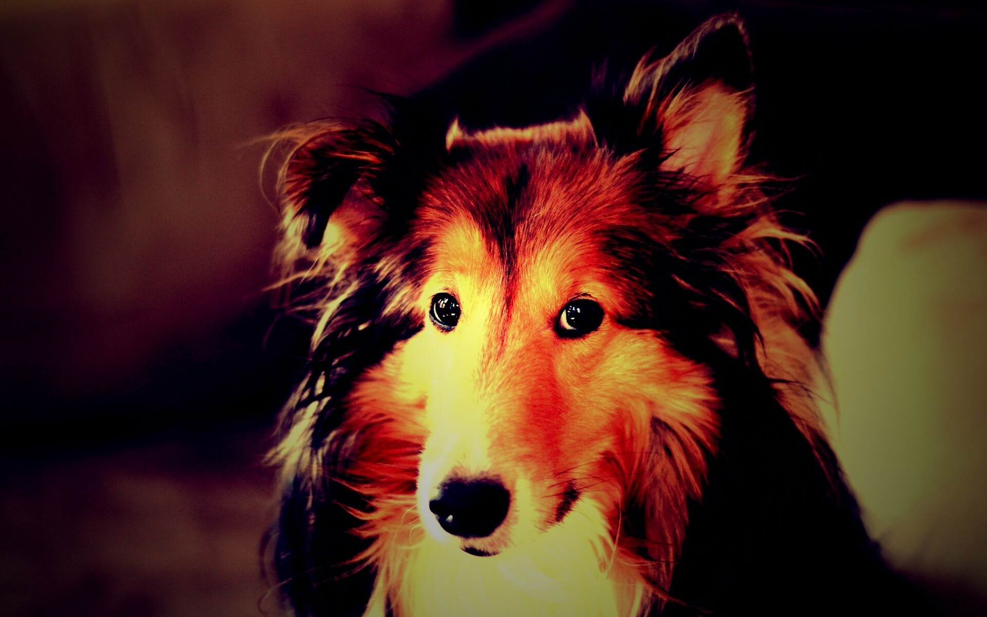 Колли с умными глазами обои