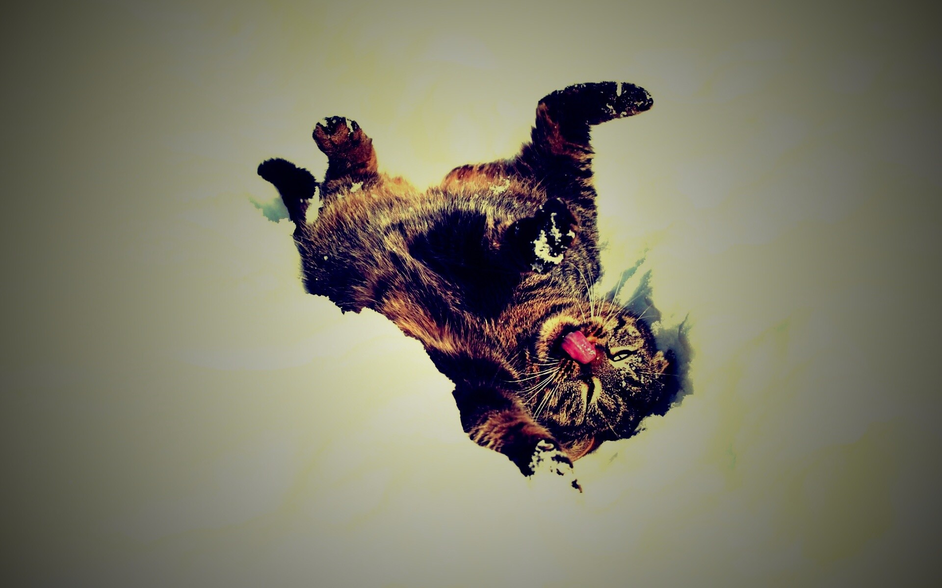 Кот валяется в снегу обои