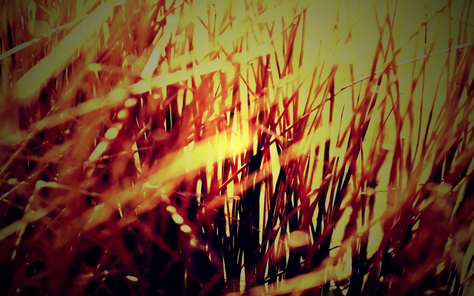 Высохшие травяные стебли обои