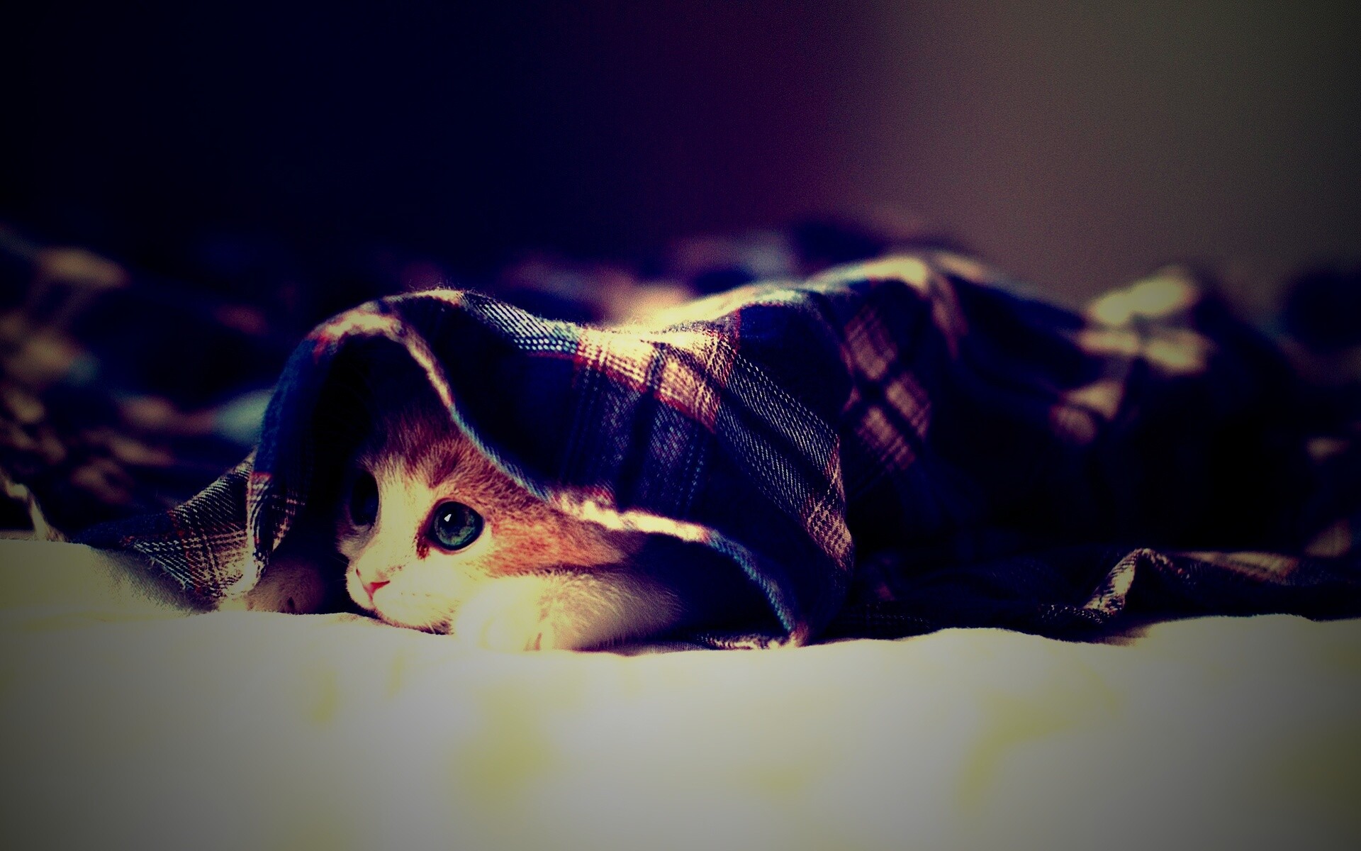 Котенок под одеялом обои