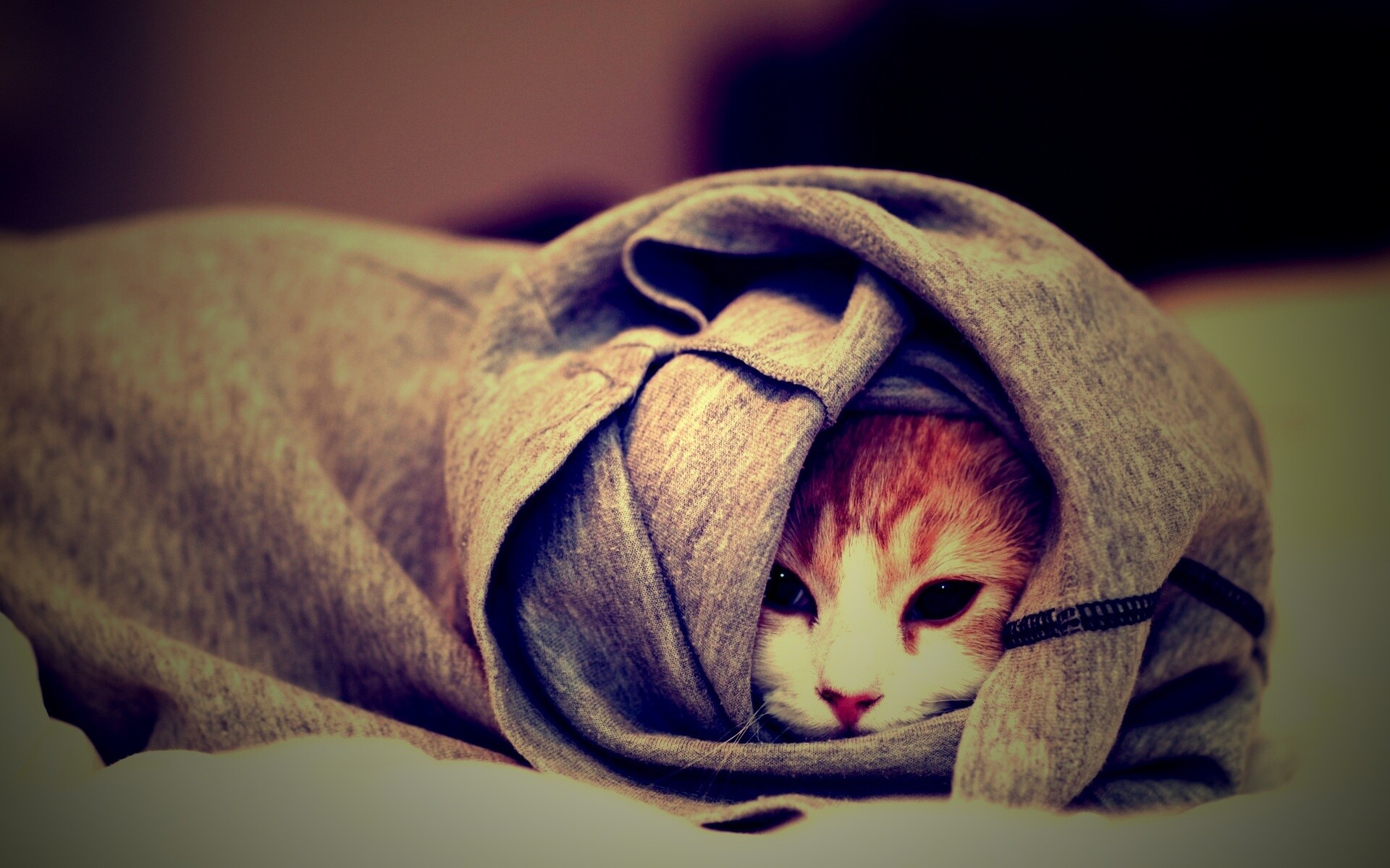 Закутавшийся в футболку кот обои
