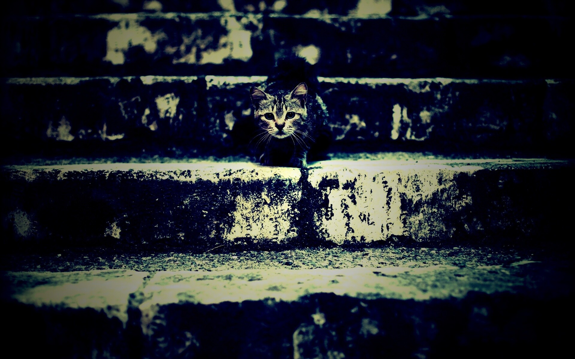 Растрепанная кошка на ступеньках лестницы обои