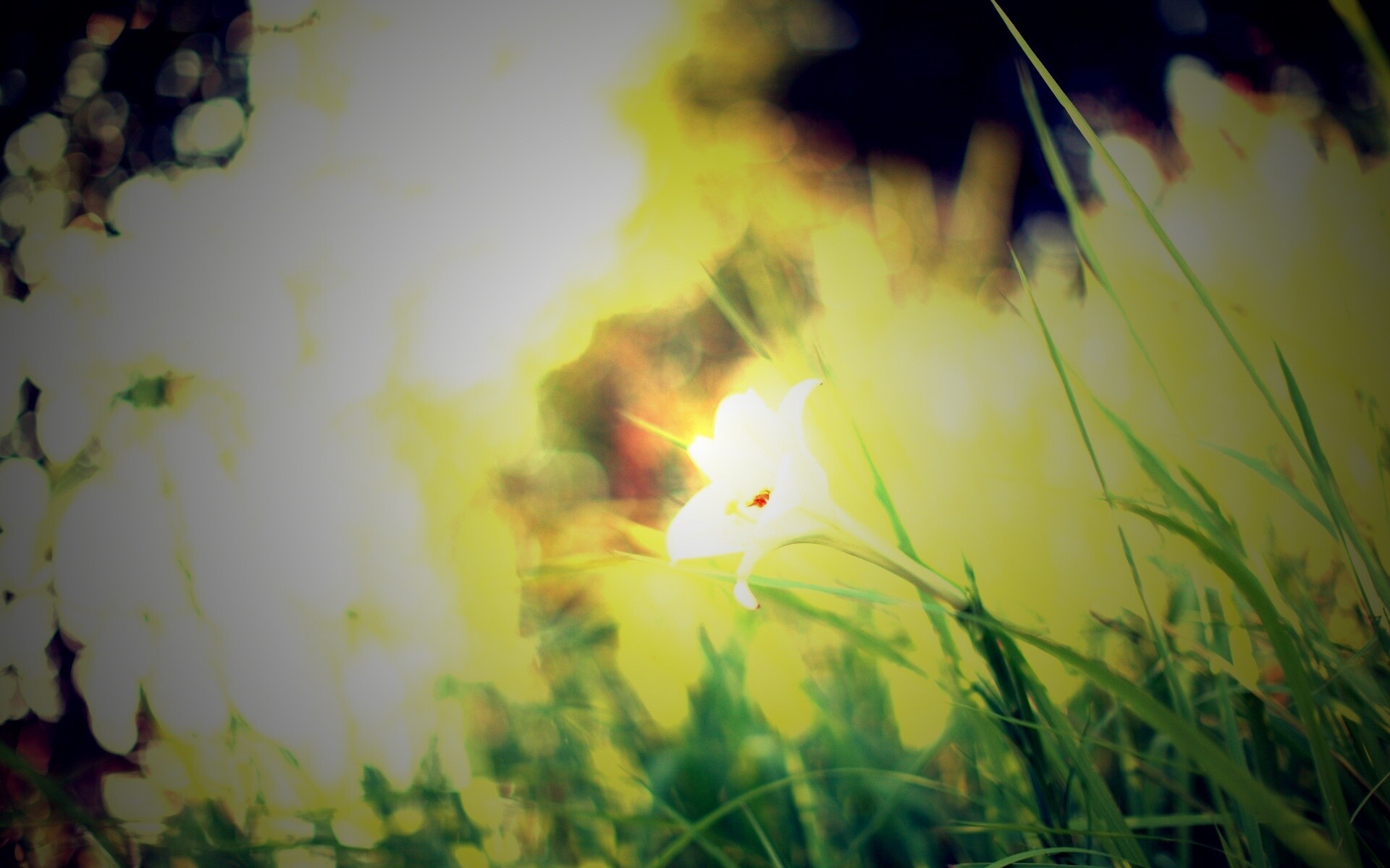 Цветок затерявшийся в траве обои