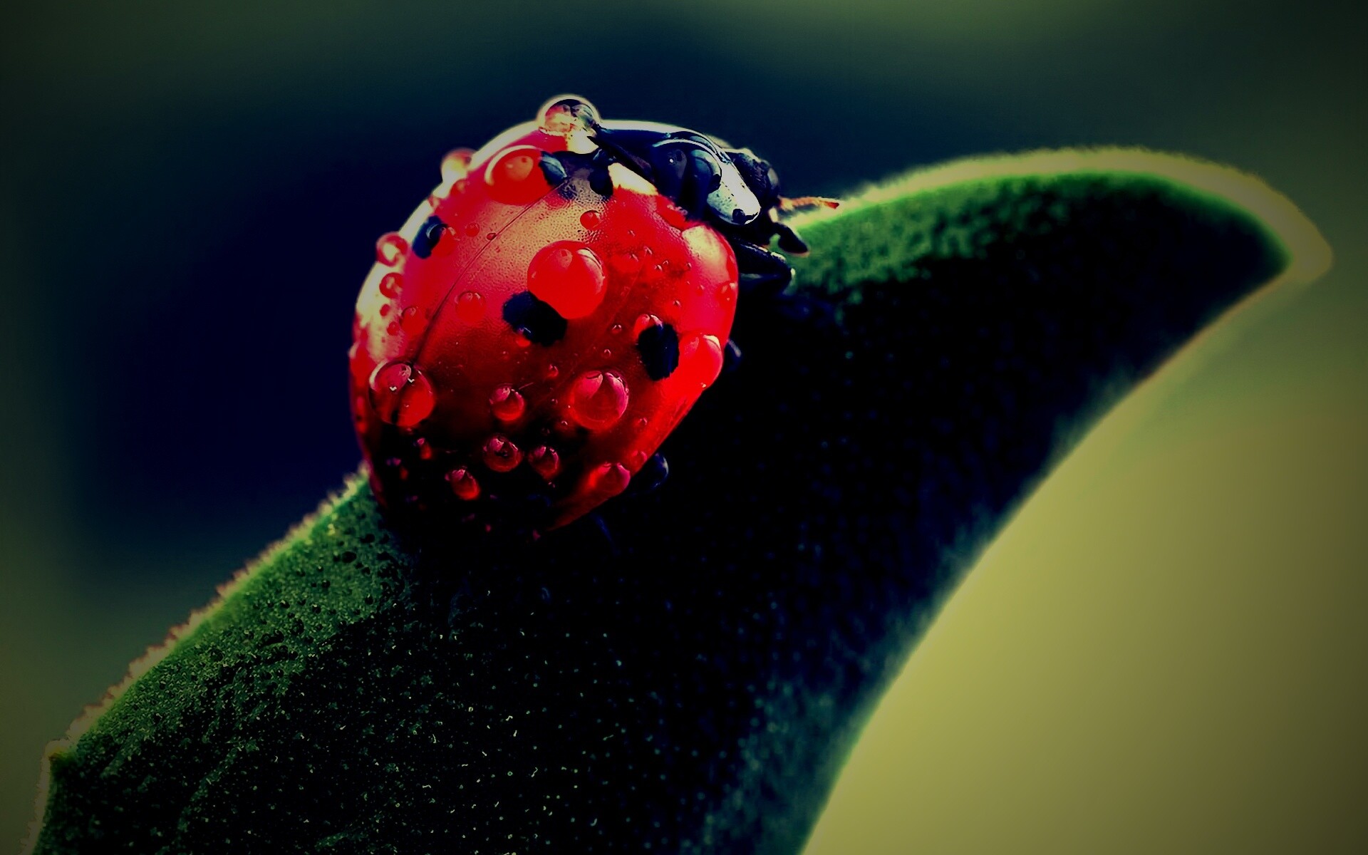 Божья коровка в макро обои