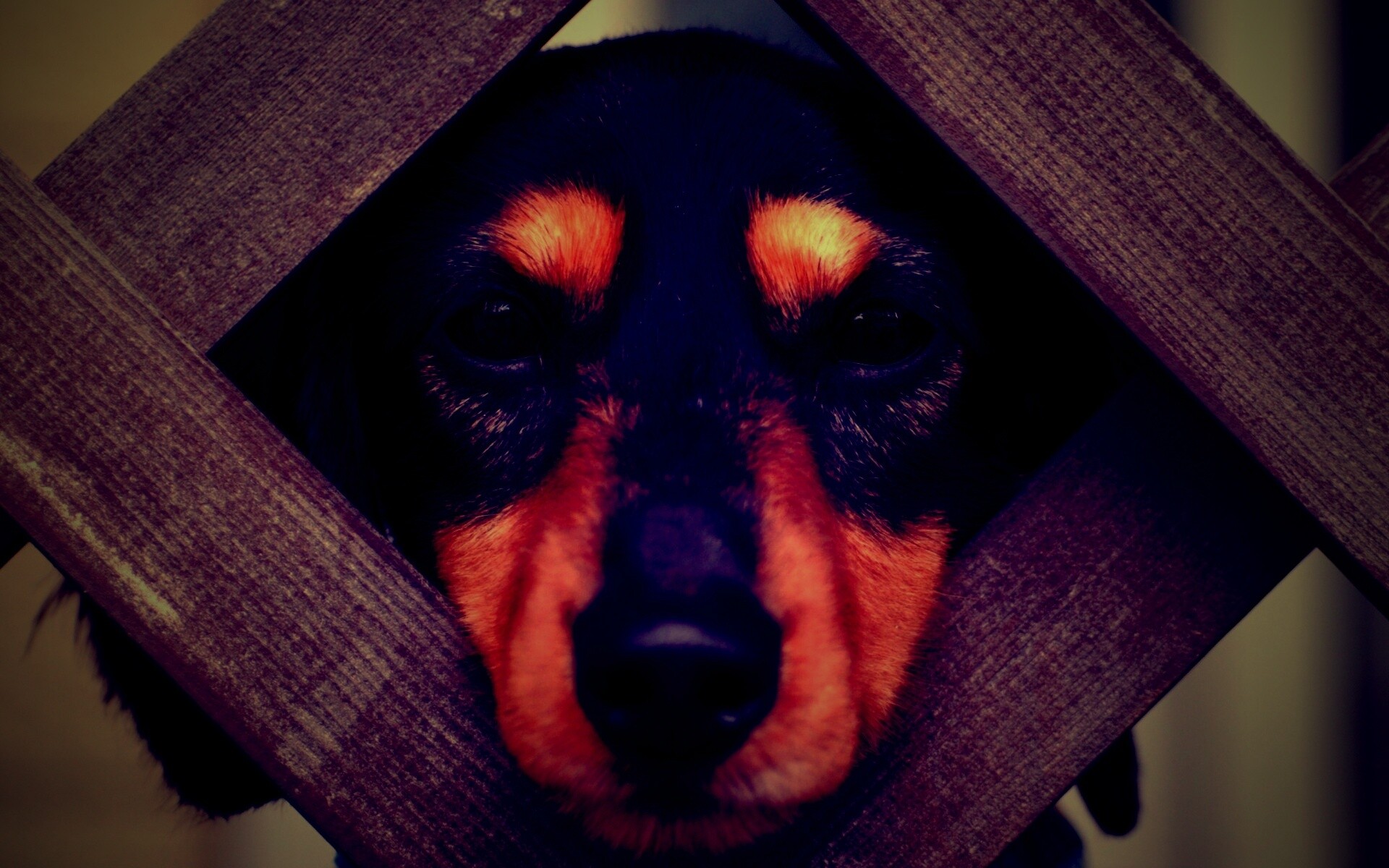 Мордочка в заборе обои