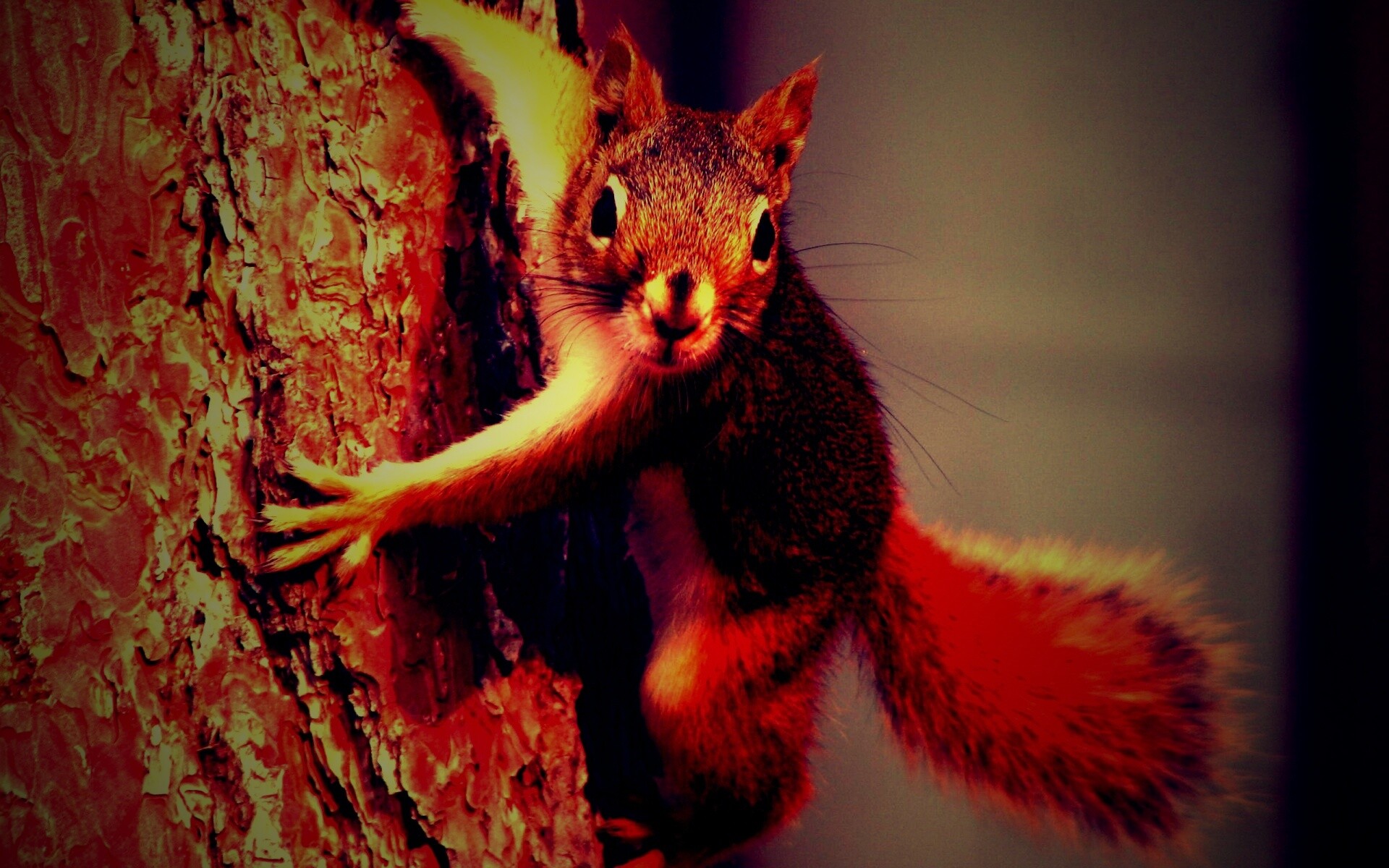 Белка на дереве обои