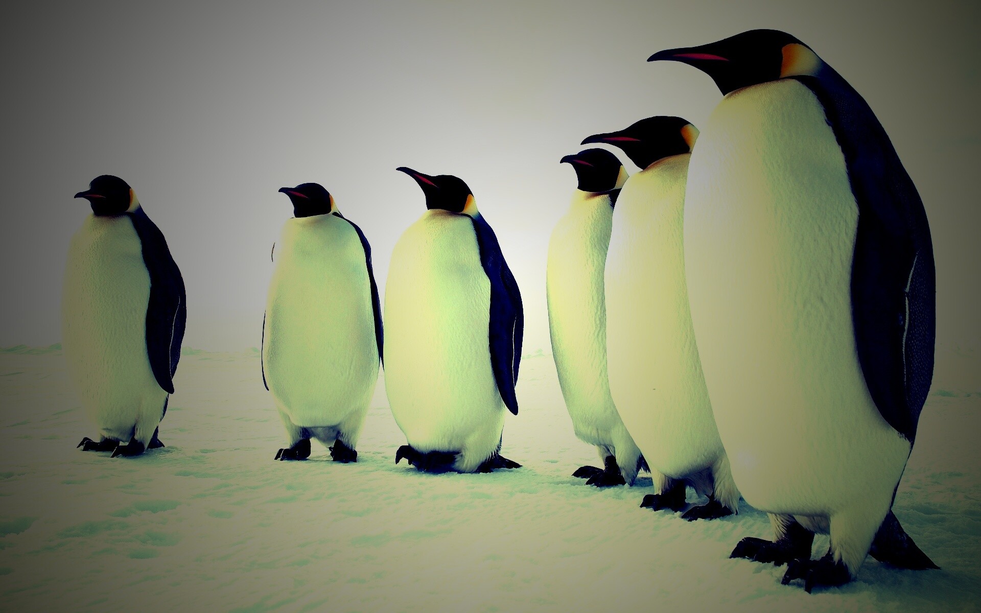Слет пингвинов обои