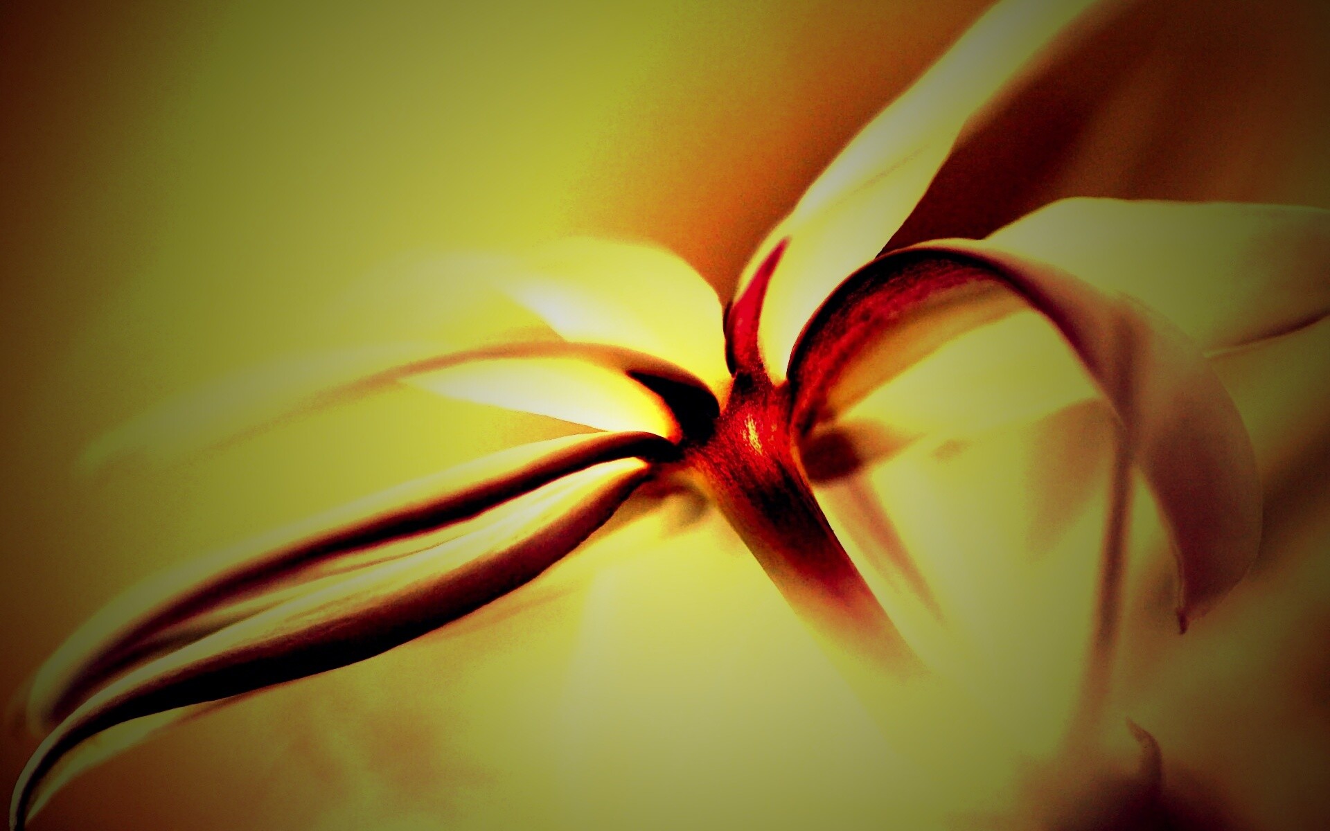 Цветок обои