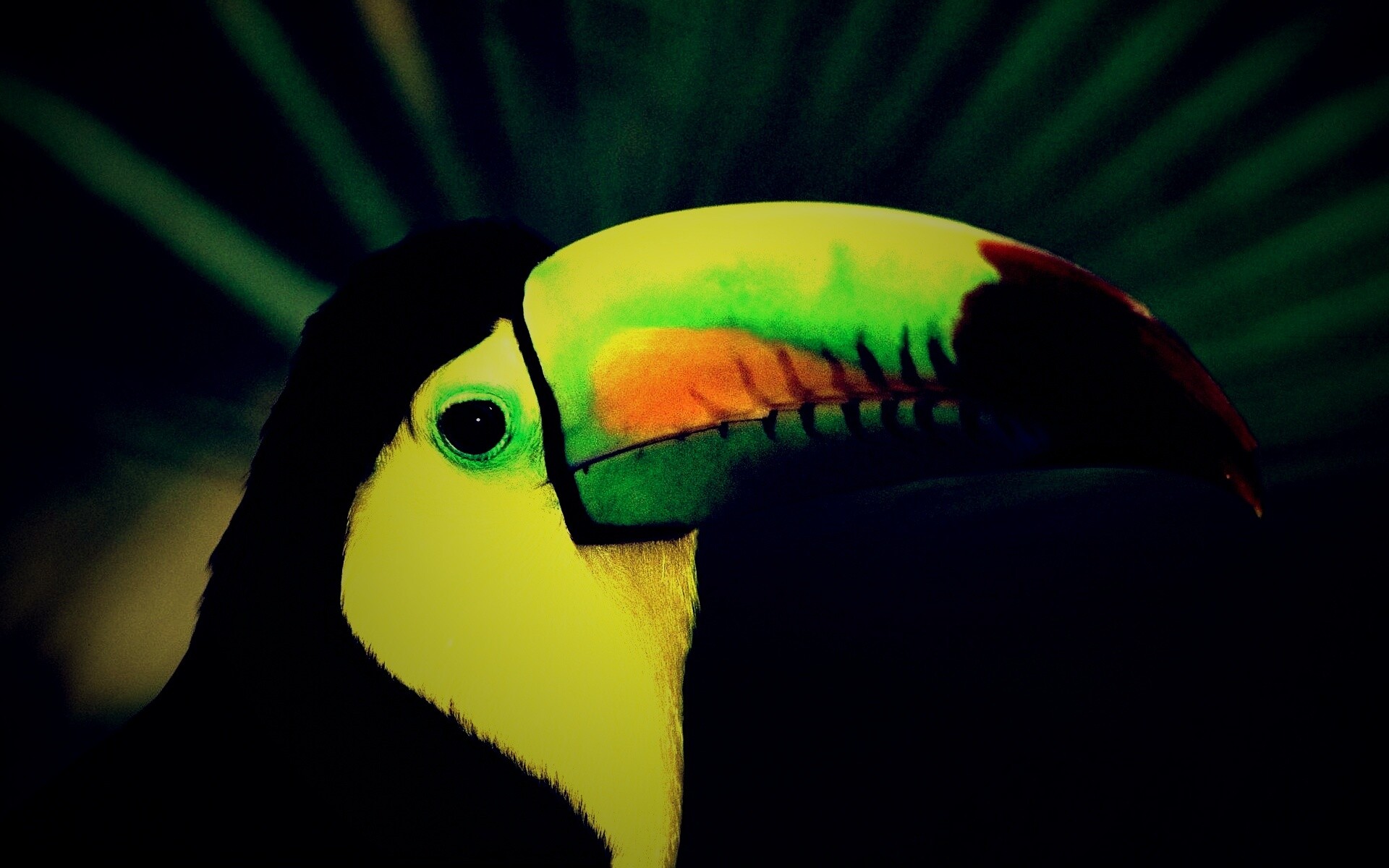 Грустный желтогрудый тукан обои