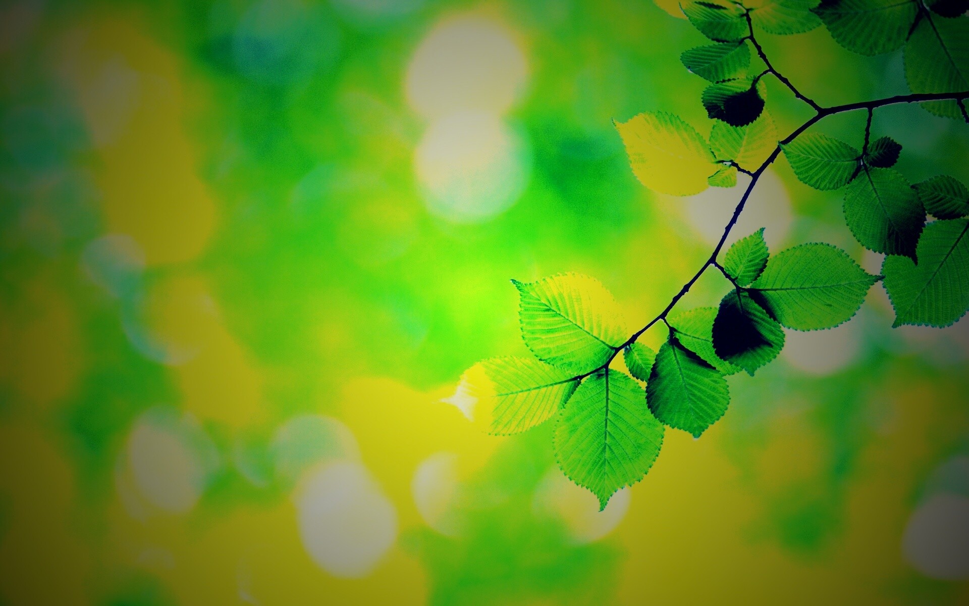 Зеленая ветка с листьями обои