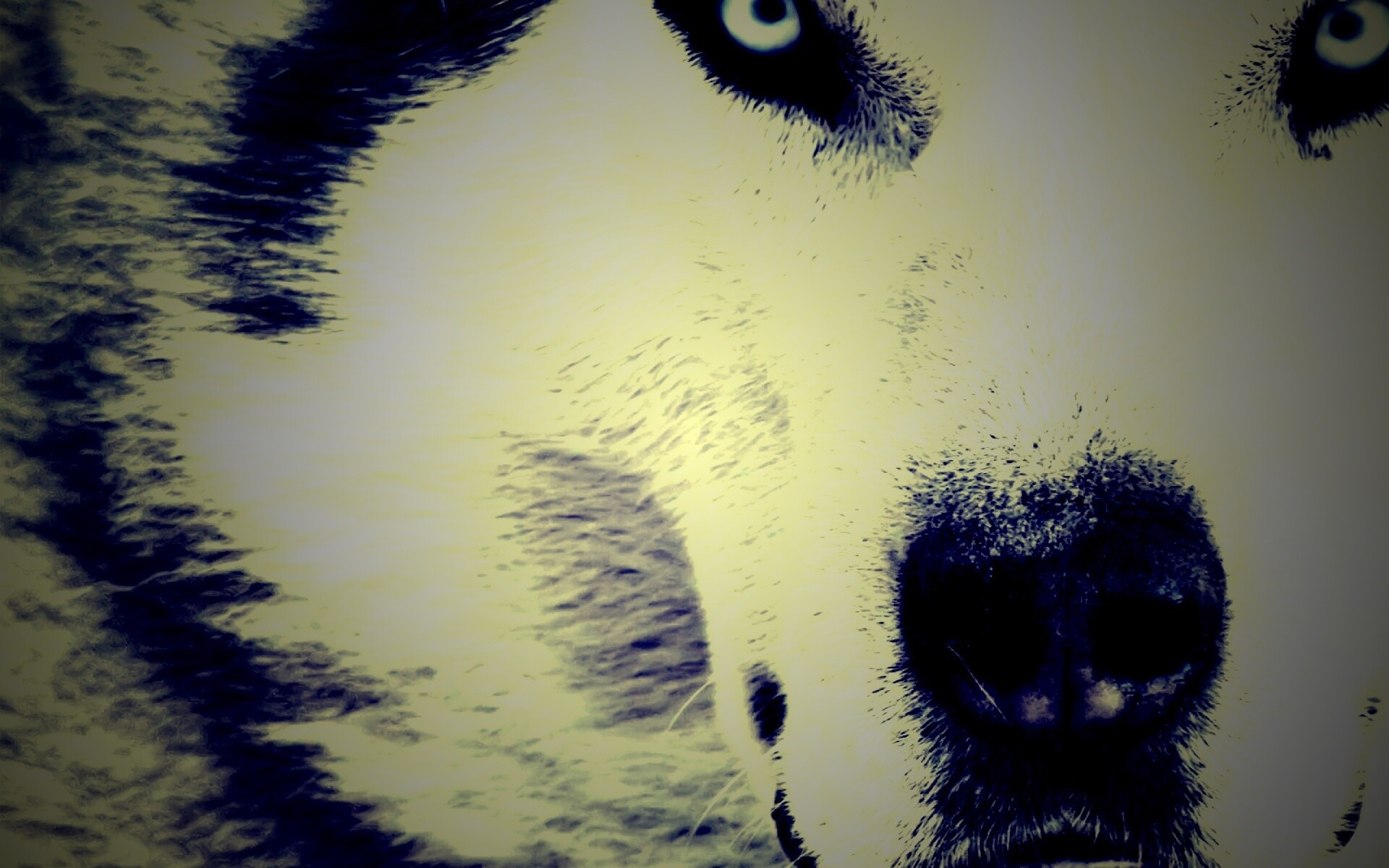 Сибирский хаски обои