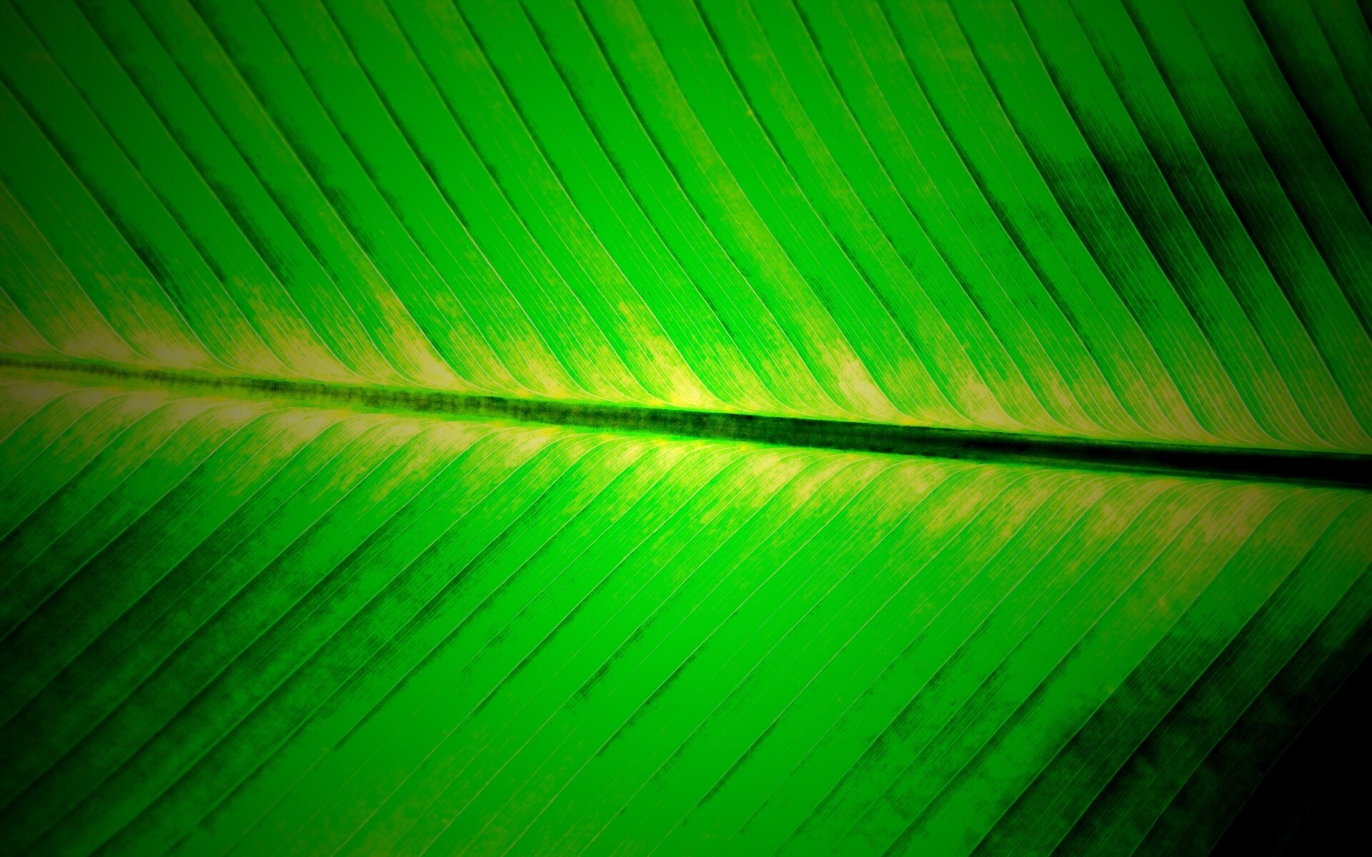 Пальмовый лист на солнце обои